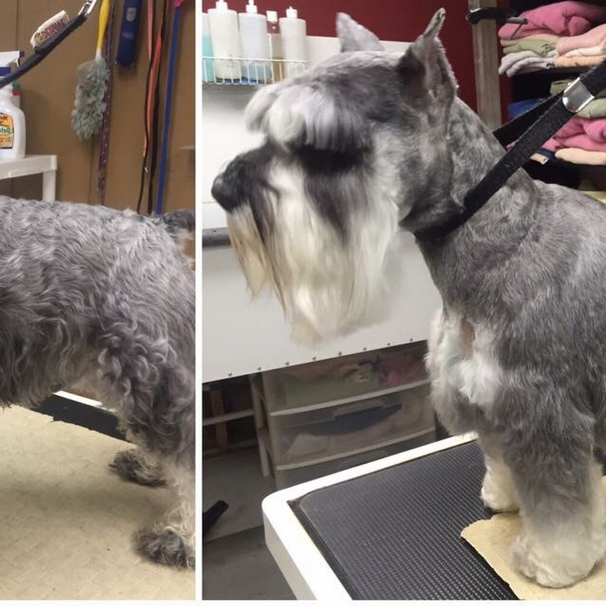 Happy Paws Pet Grooming Wisconsin Rapids