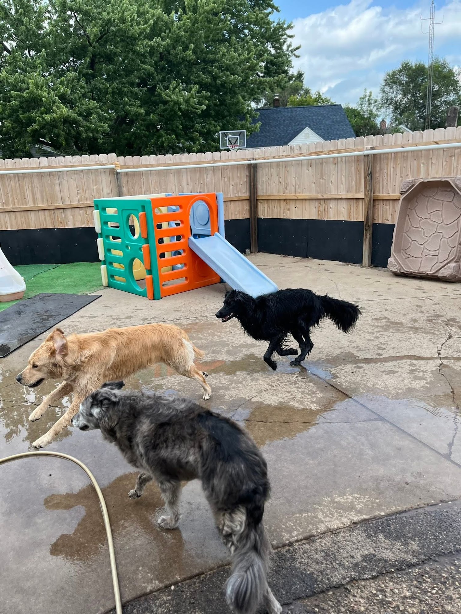 The Collar Club, LLC Wisconsin Rapids