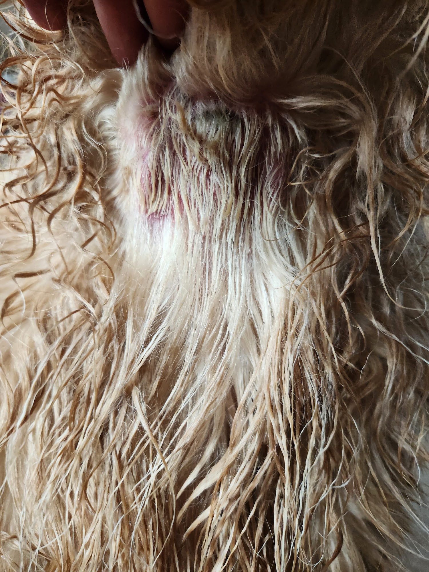 Pauline's Grooming LLC Wisconsin Rapids