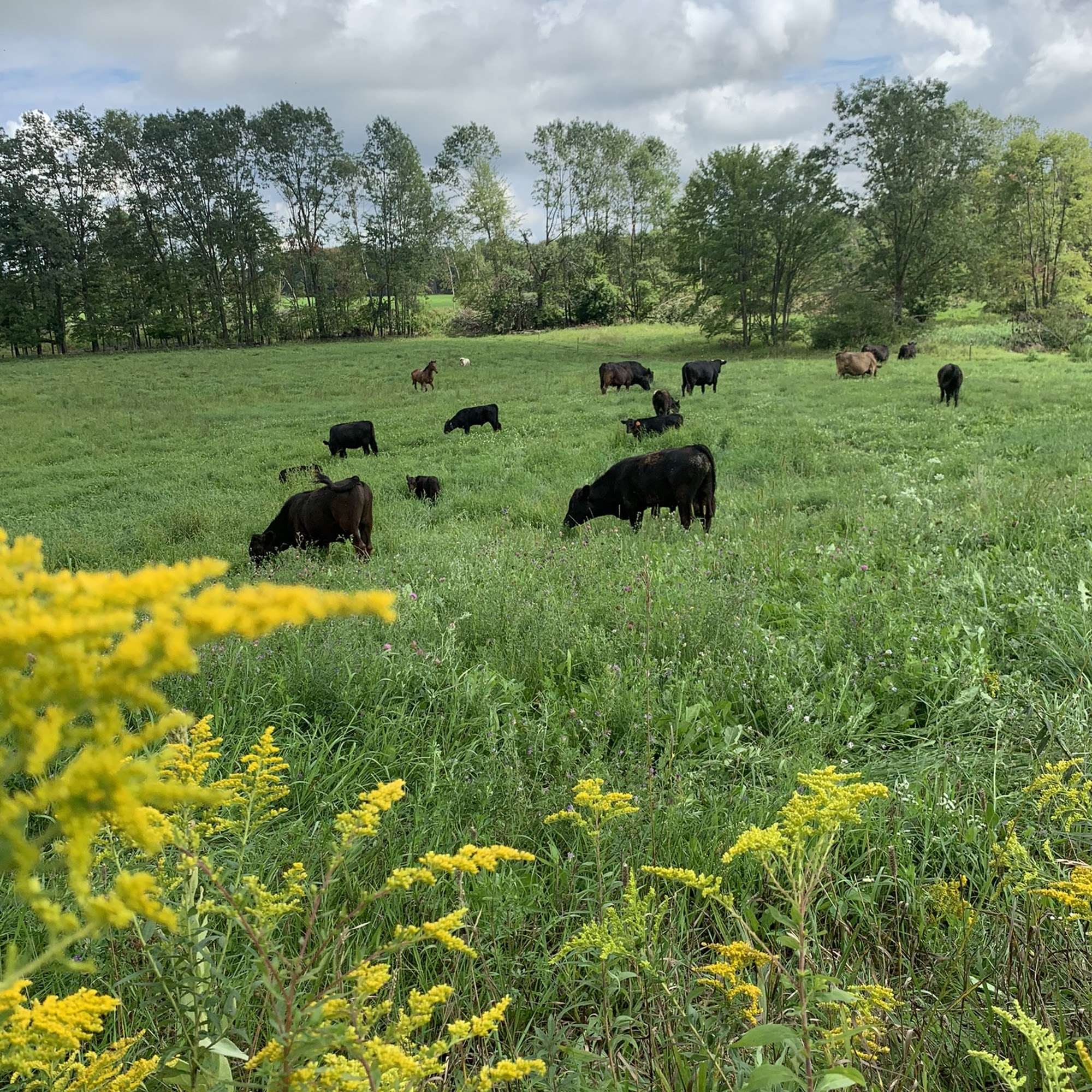 Cedar Creek Ranch Wittenberg