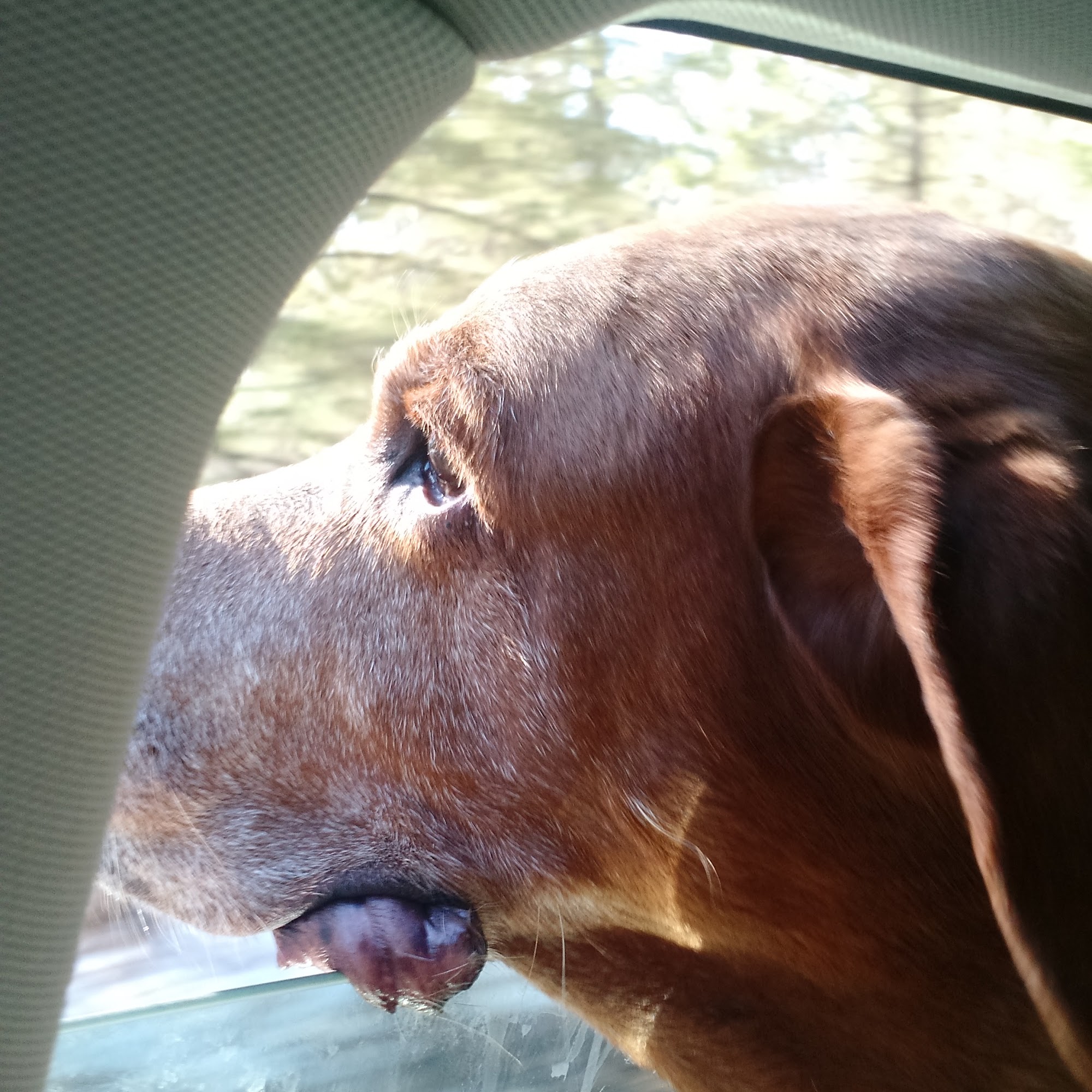 VIP Boarding & Grooming Llc Woodruff