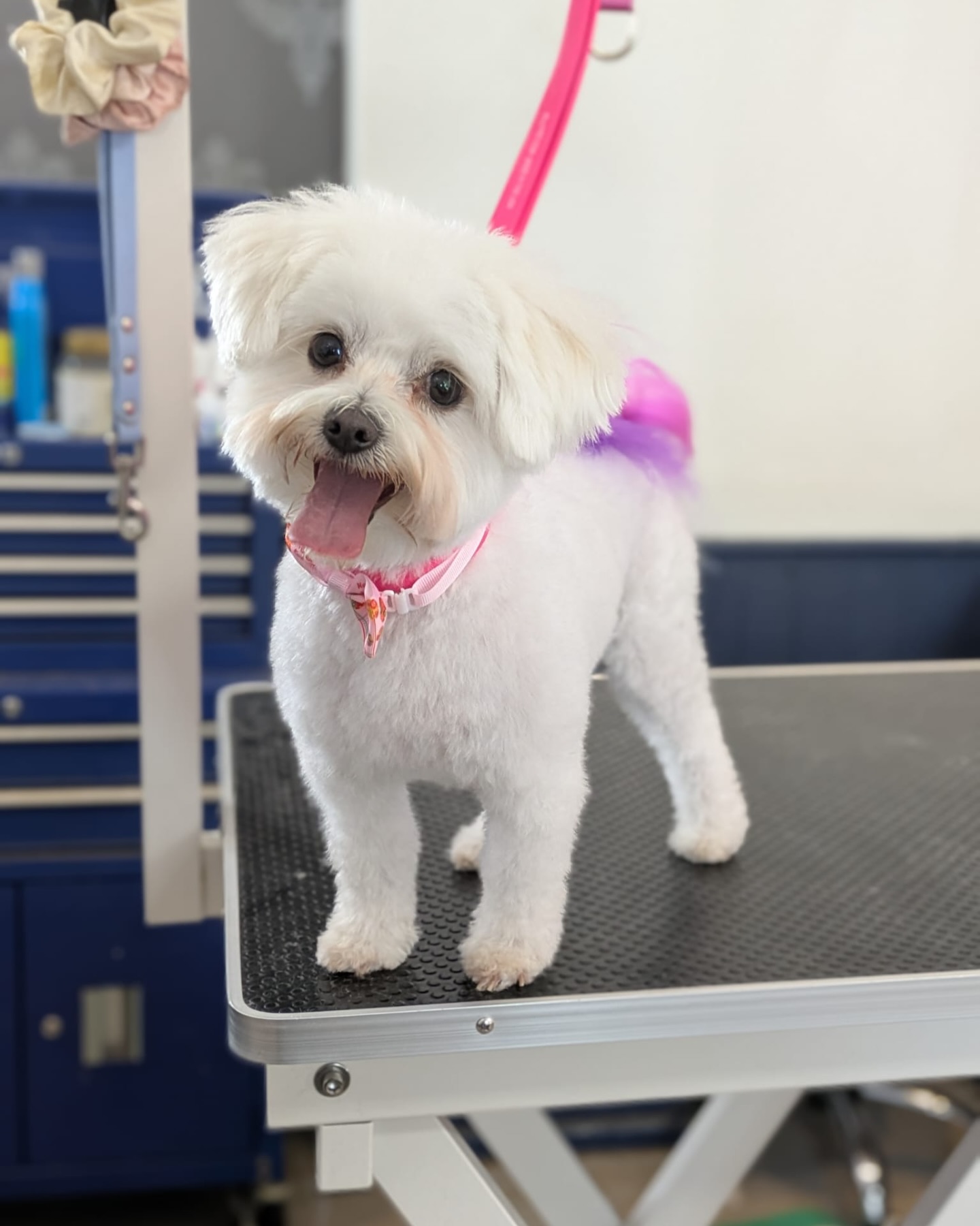 BellaJoJos Pets Boutique & Spa