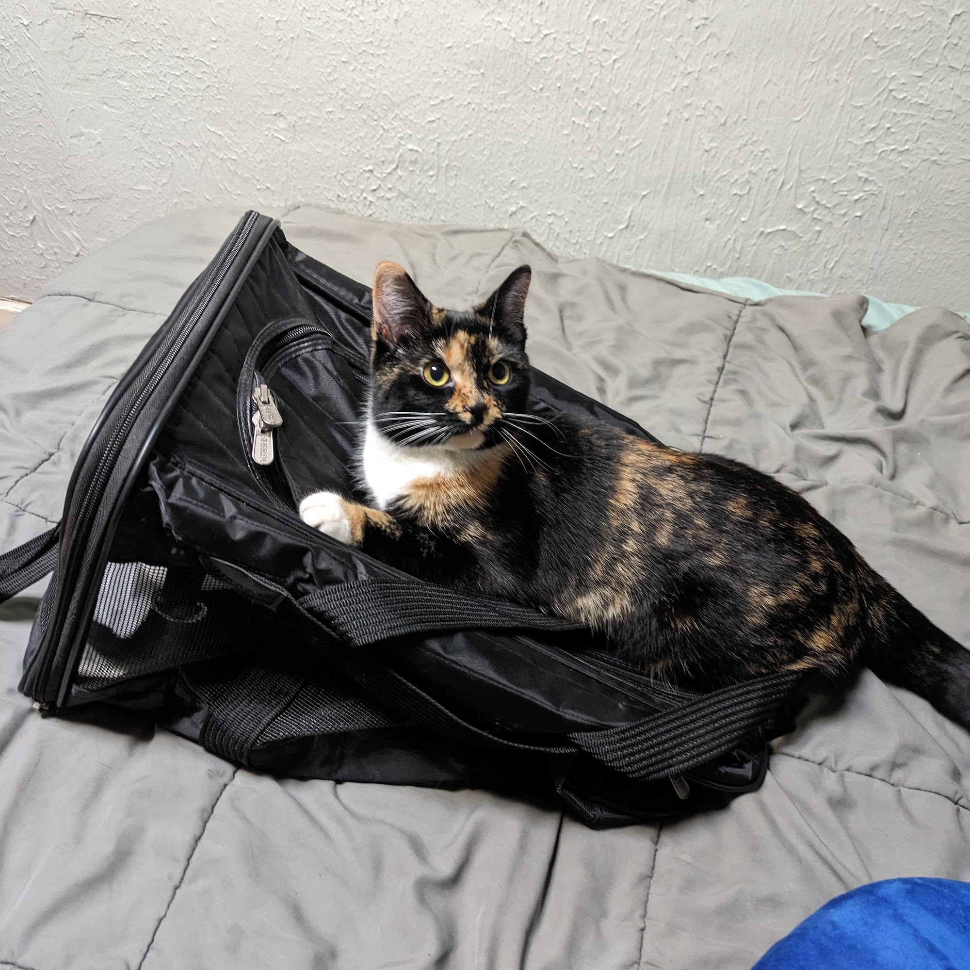 Help For Animals Inc. Barboursville