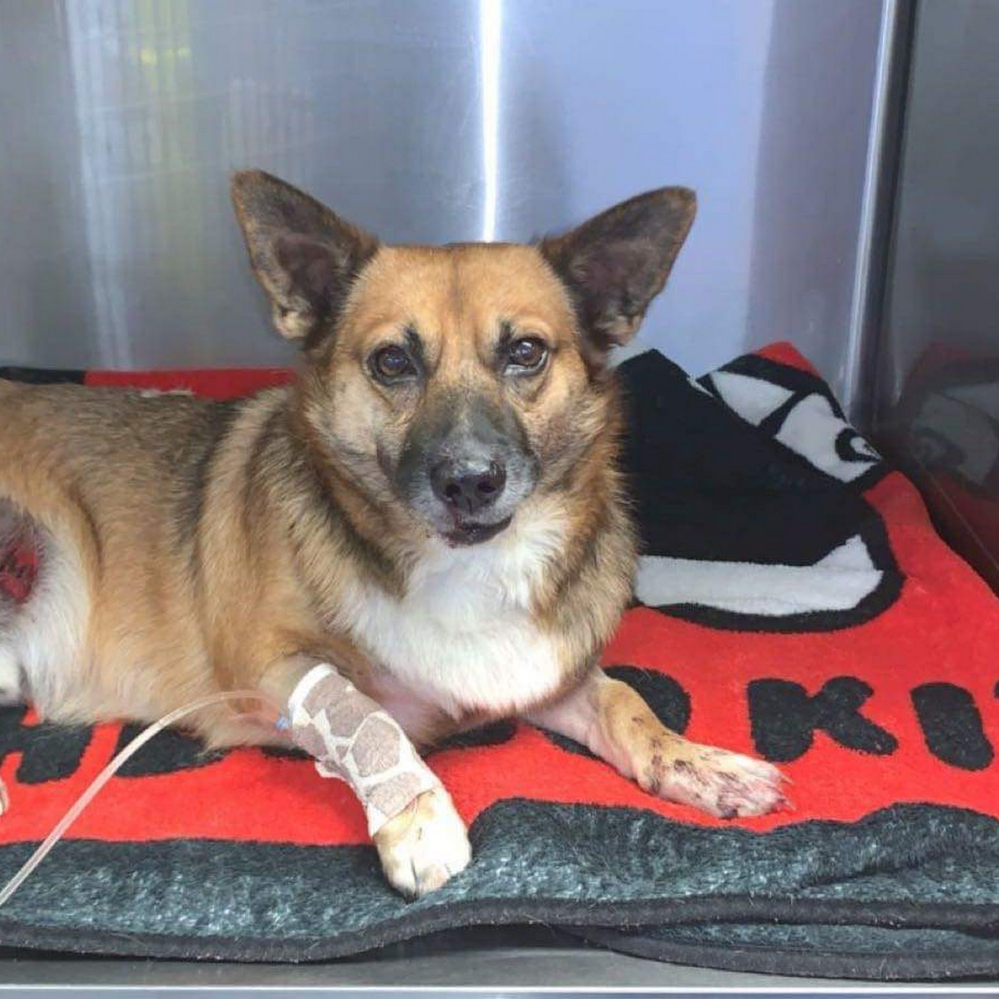 Olson Animal Hospital Barboursville