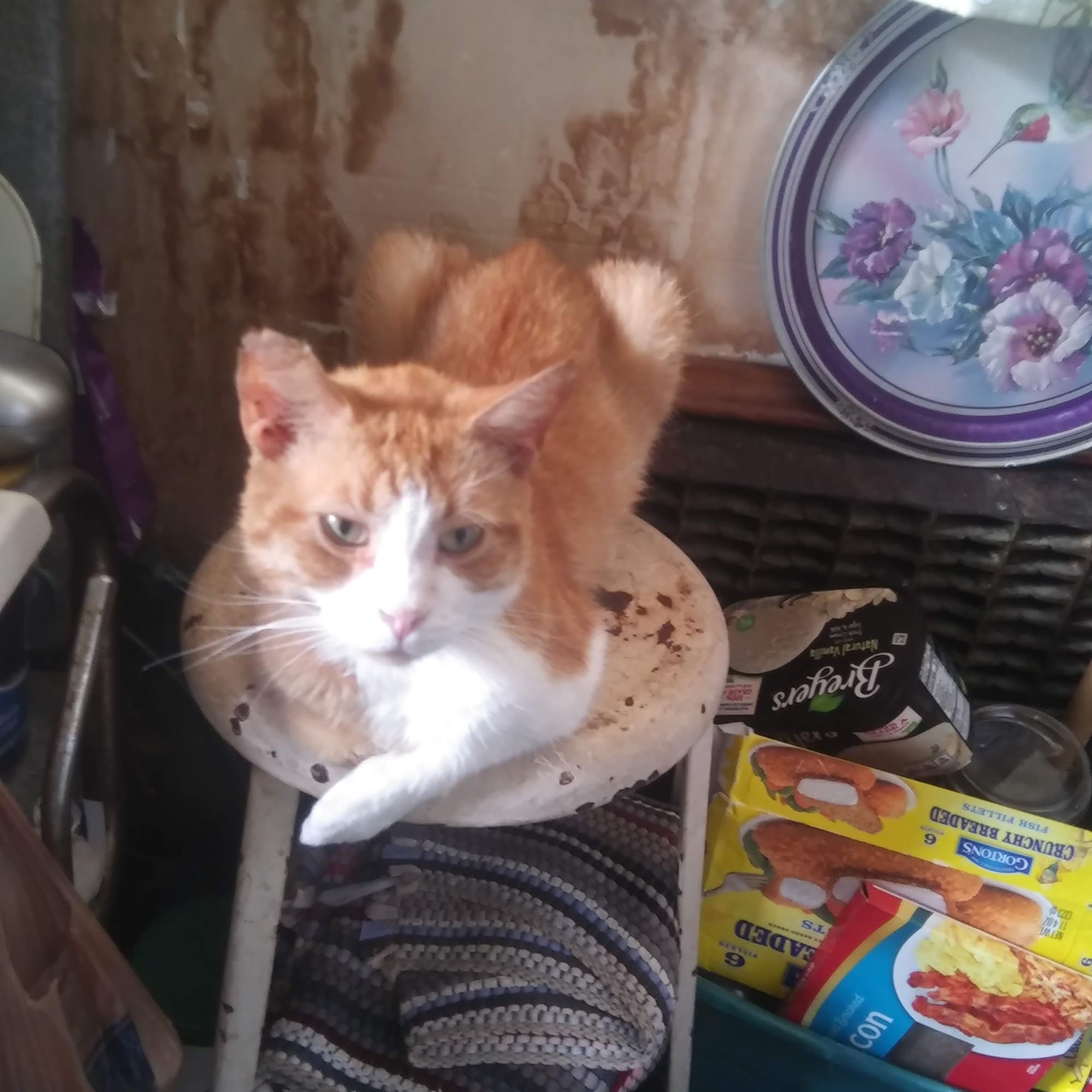 Raleigh County Animal Hospital Beckley