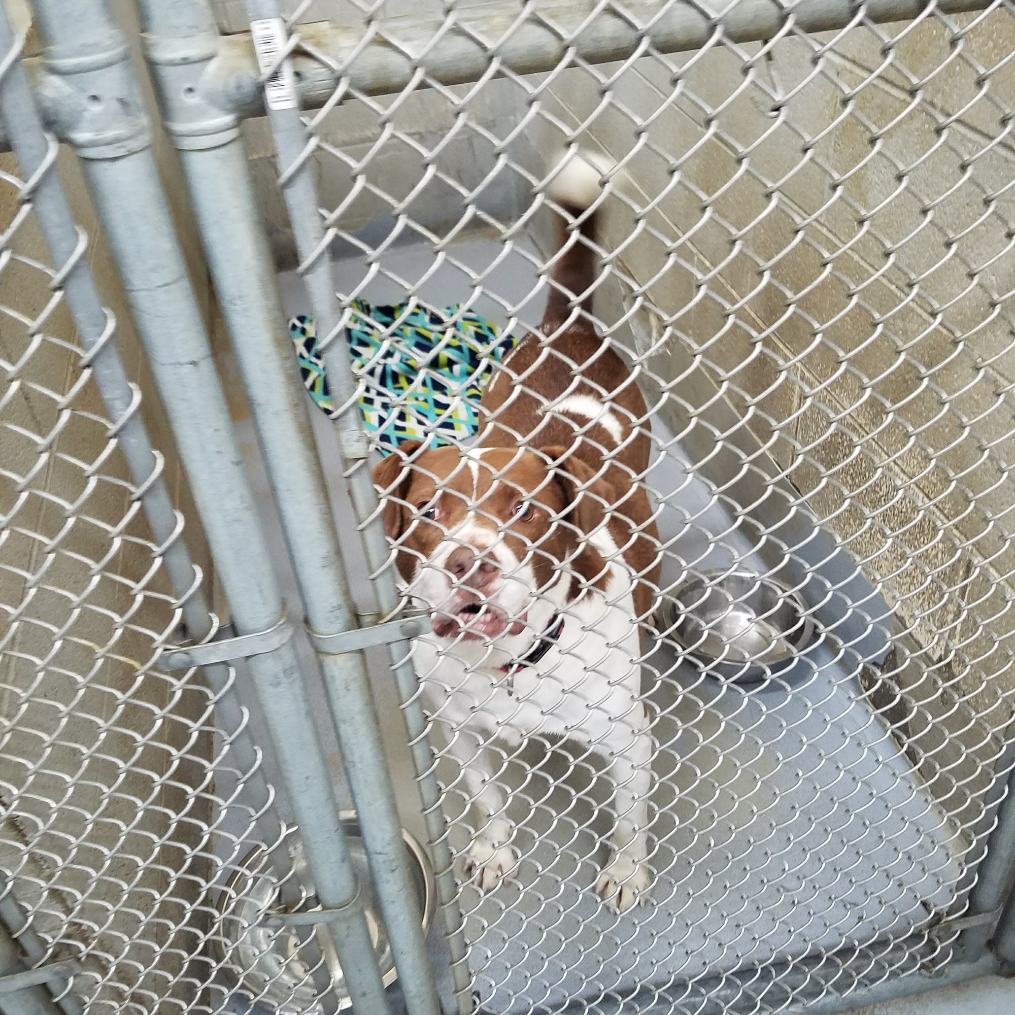 Humane Society of Raleigh County Beckley