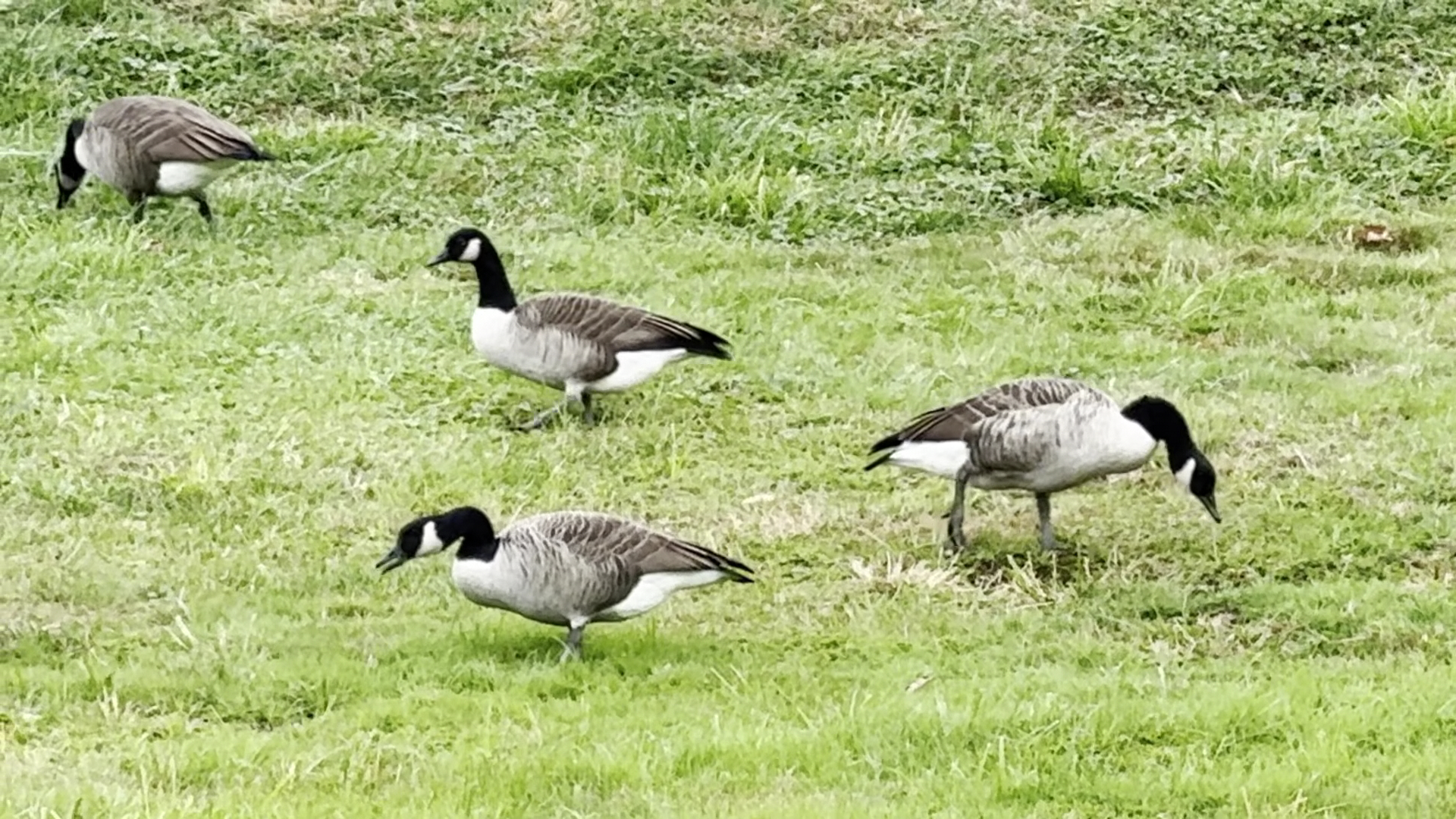 Storage Crib Belington