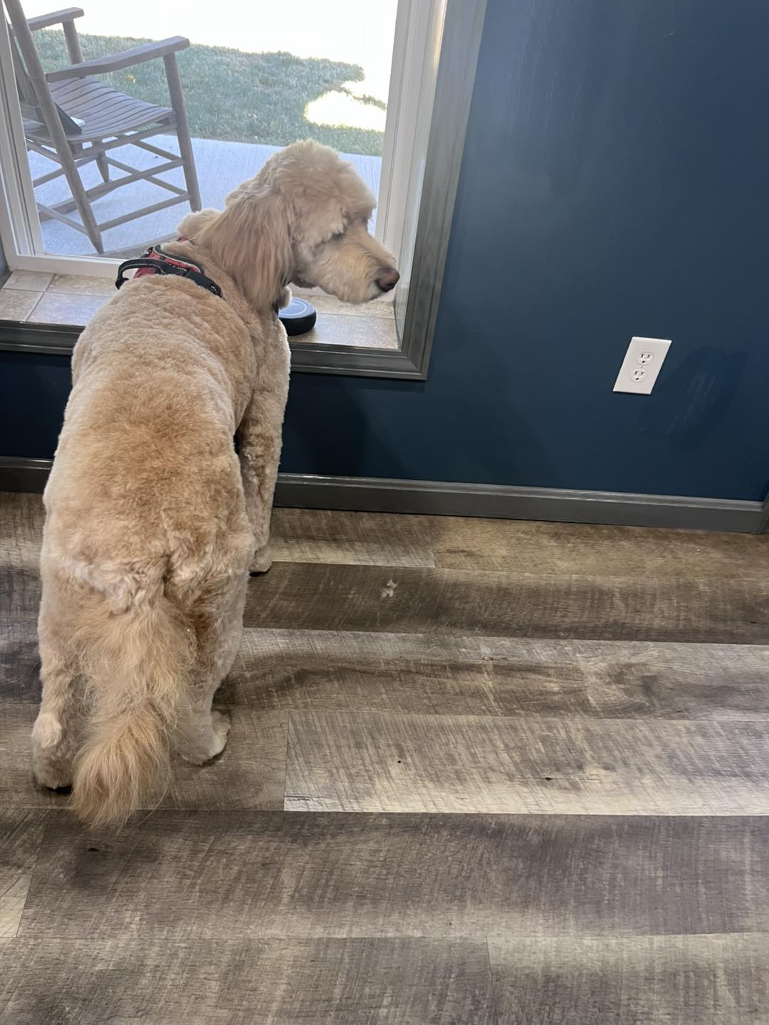 Dirty Pawz Pet Grooming Berkeley Springs