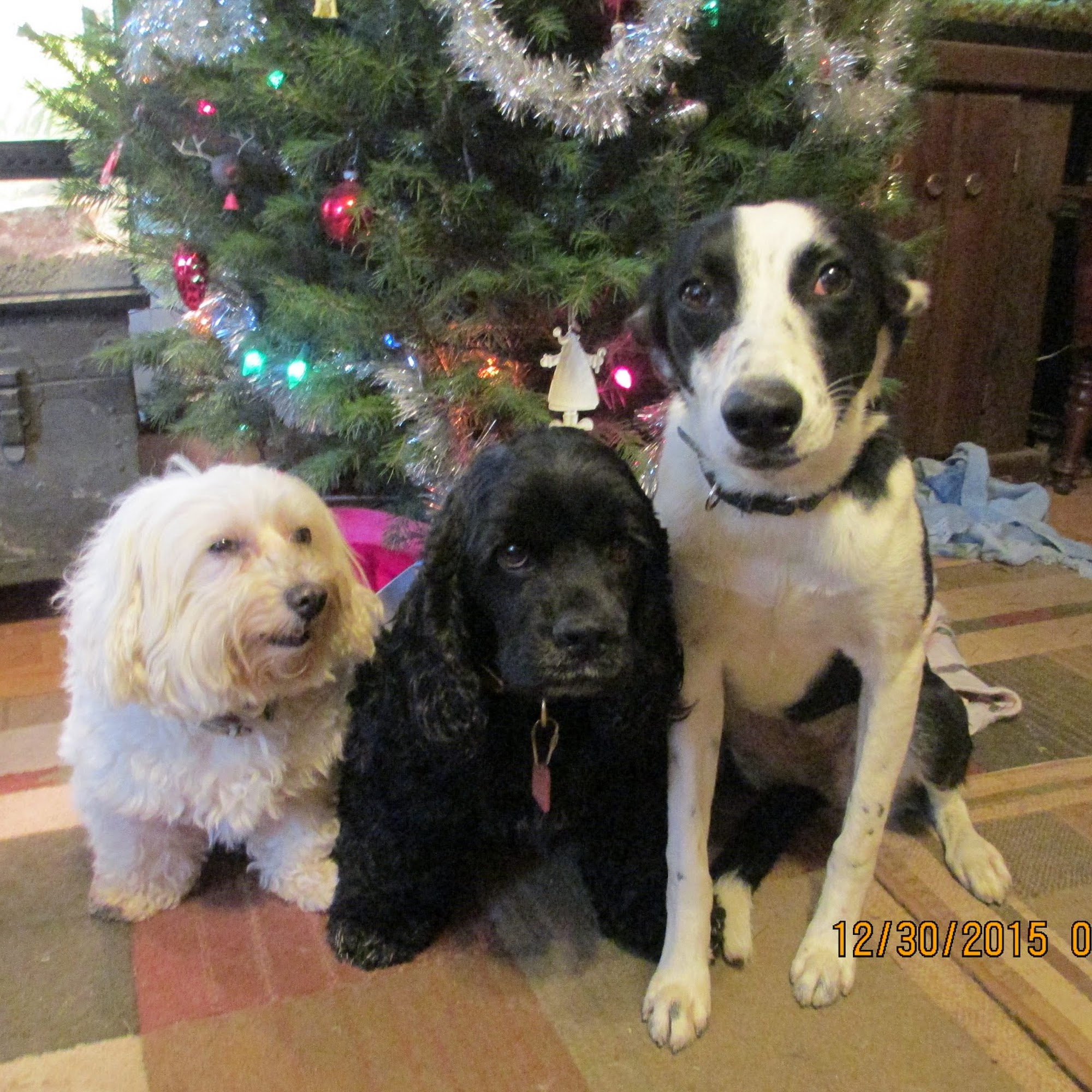 Sue's Pets Berkeley Springs