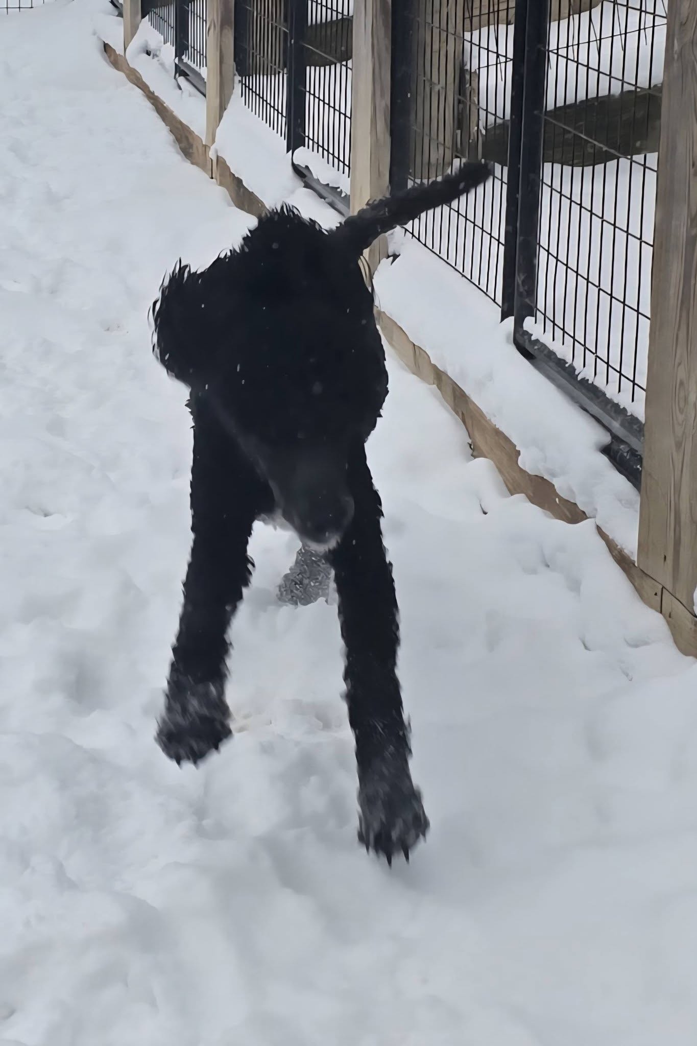 Sutton Place Bluefield