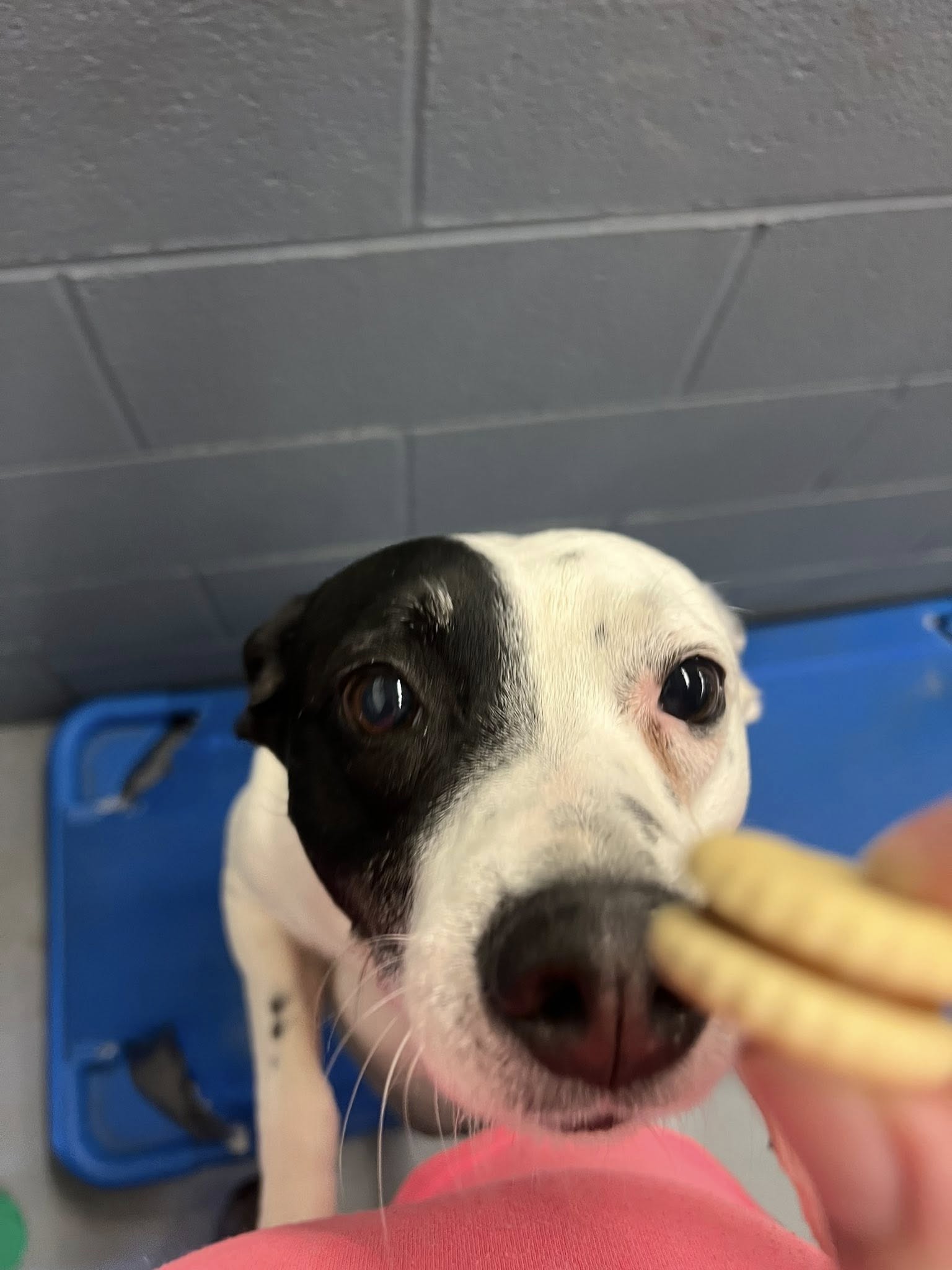 Wags & Whiskers Pet Boarding Bluefield
