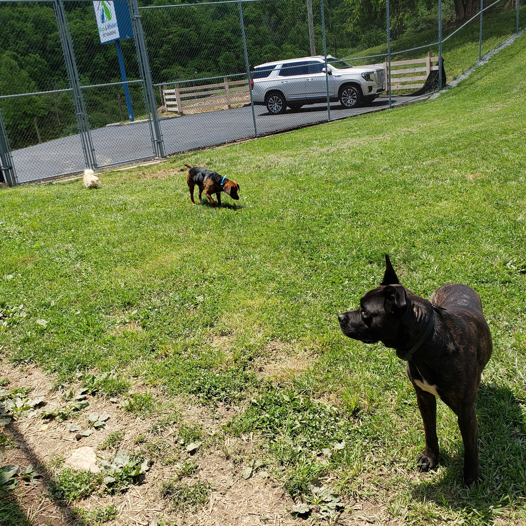 Wags & Whiskers Pet Boarding Bluefield