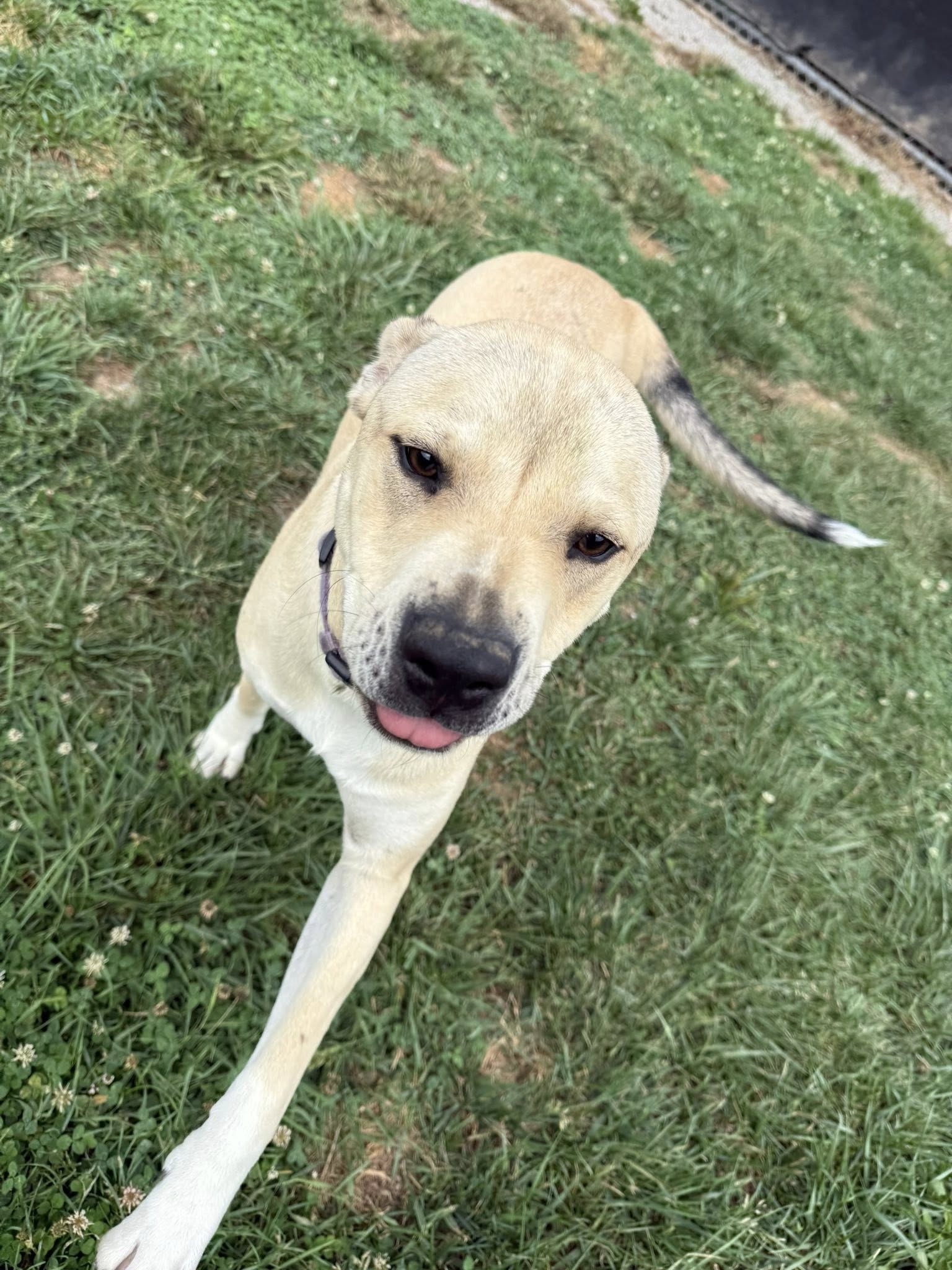 Wags & Whiskers Pet Boarding Bluefield