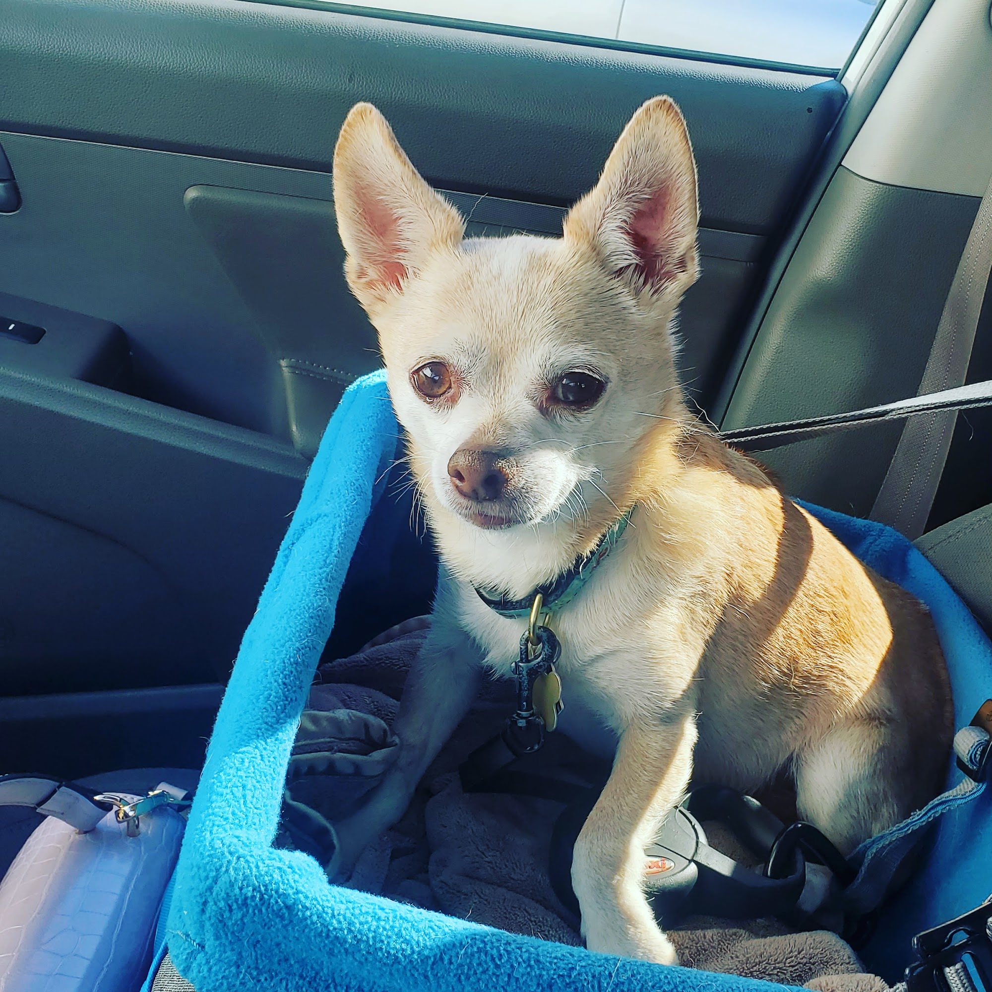 Grace Animal Hospital Bridgeport