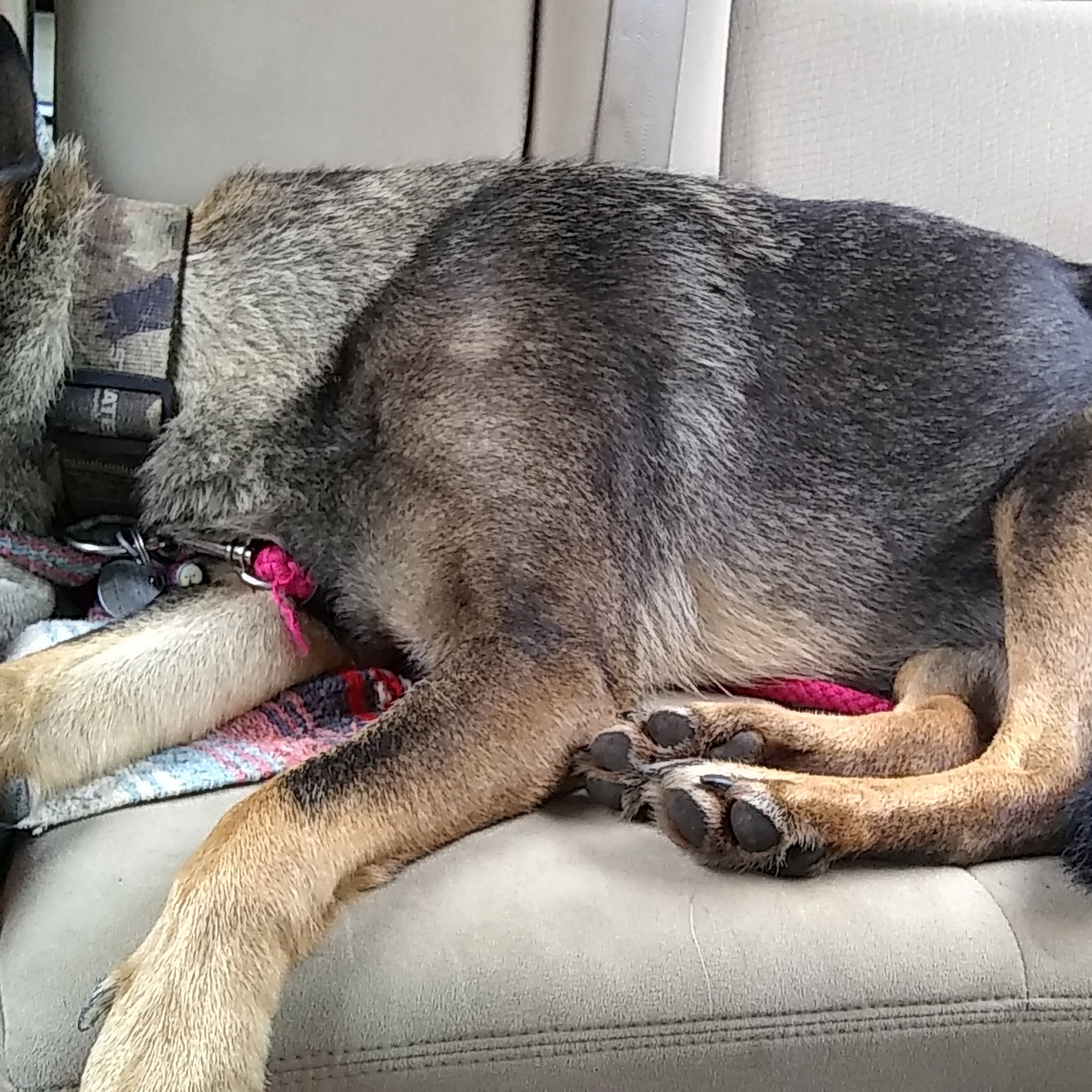 Upshur Veterinary Hospital Buckhannon