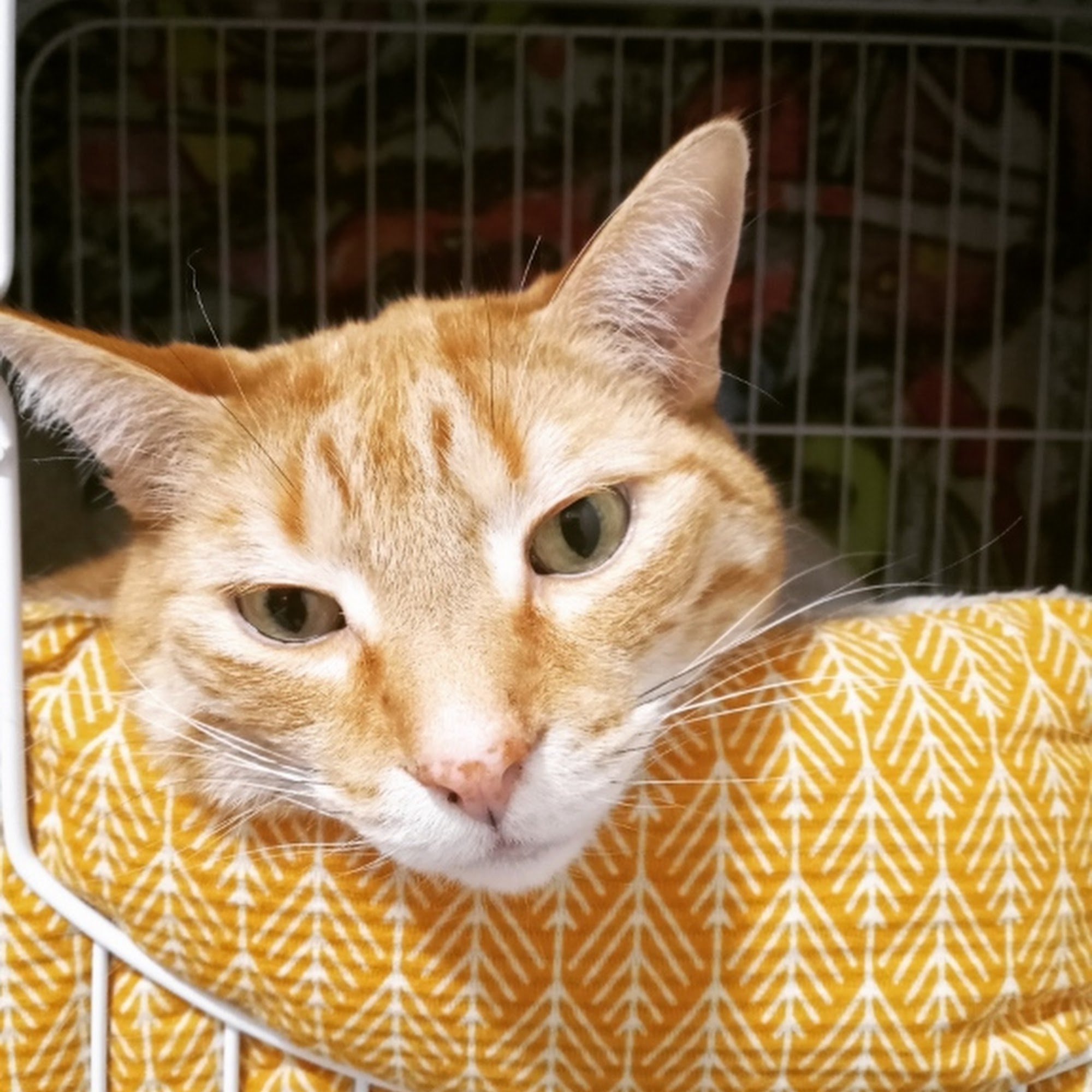 Ceredo Kenova Animal Clinic Ceredo