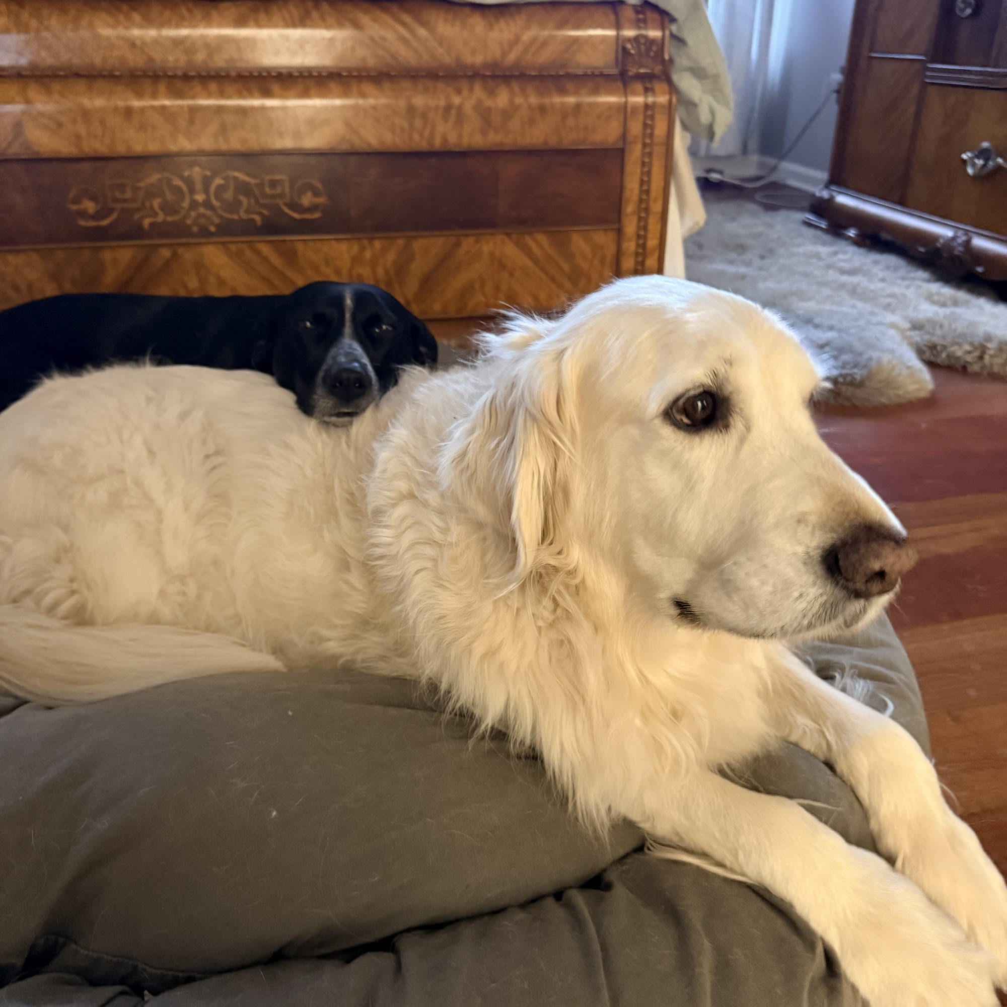 Hillside Veterinary Hospital Charles Town