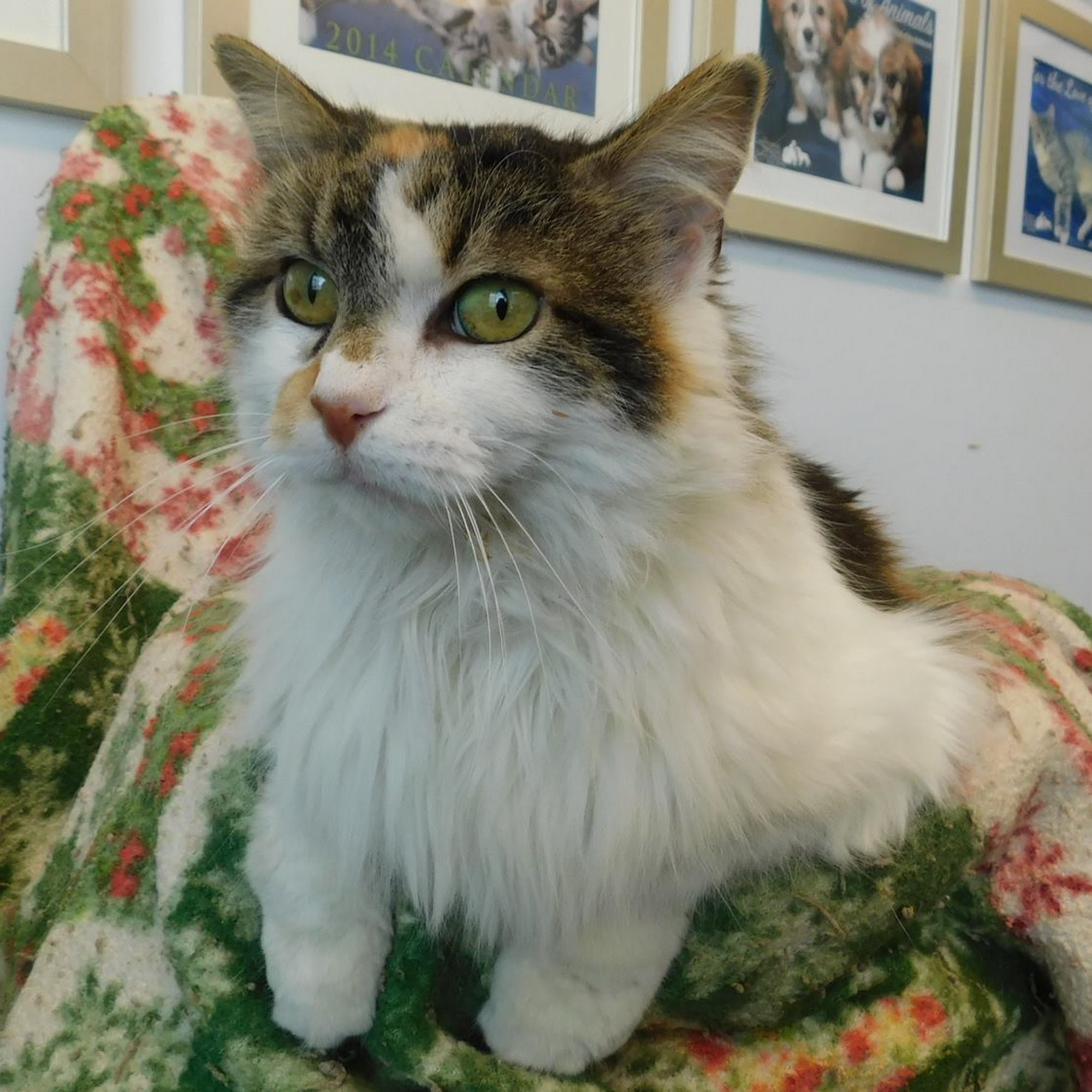 Spay Today Charles Town