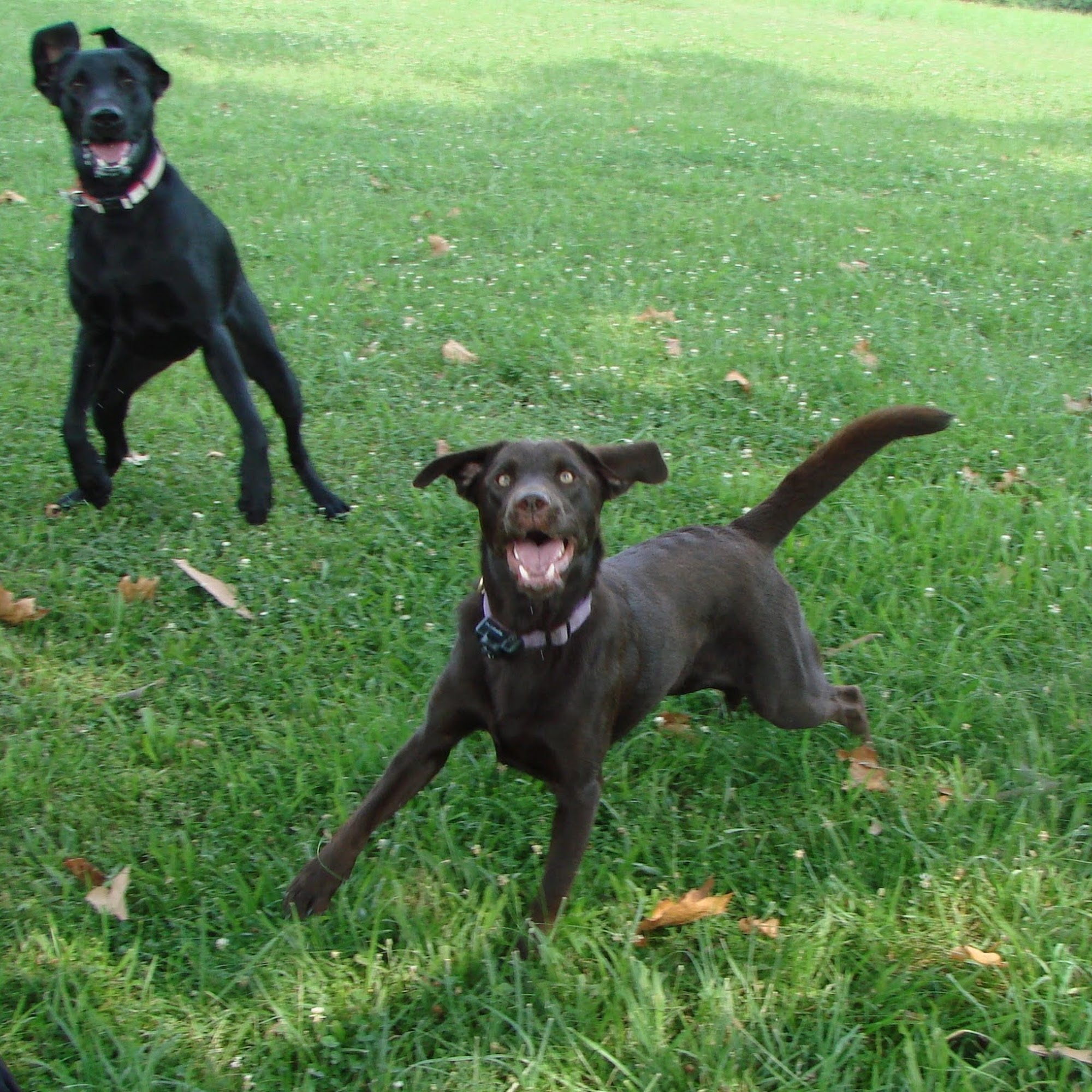 Red Barn Ranch and Labradors, LLC Charles Town