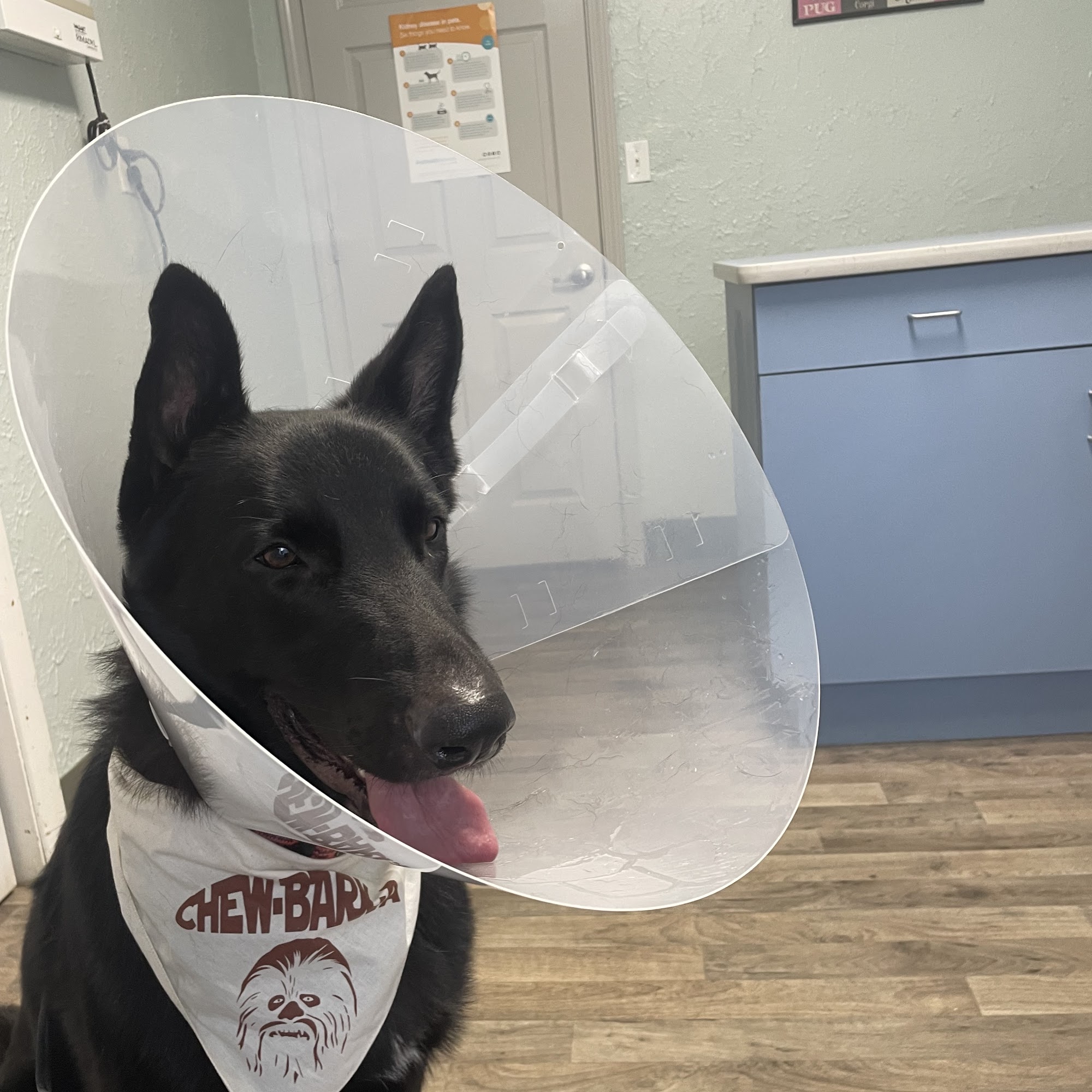 North Gateway Animal Hospital Charleston