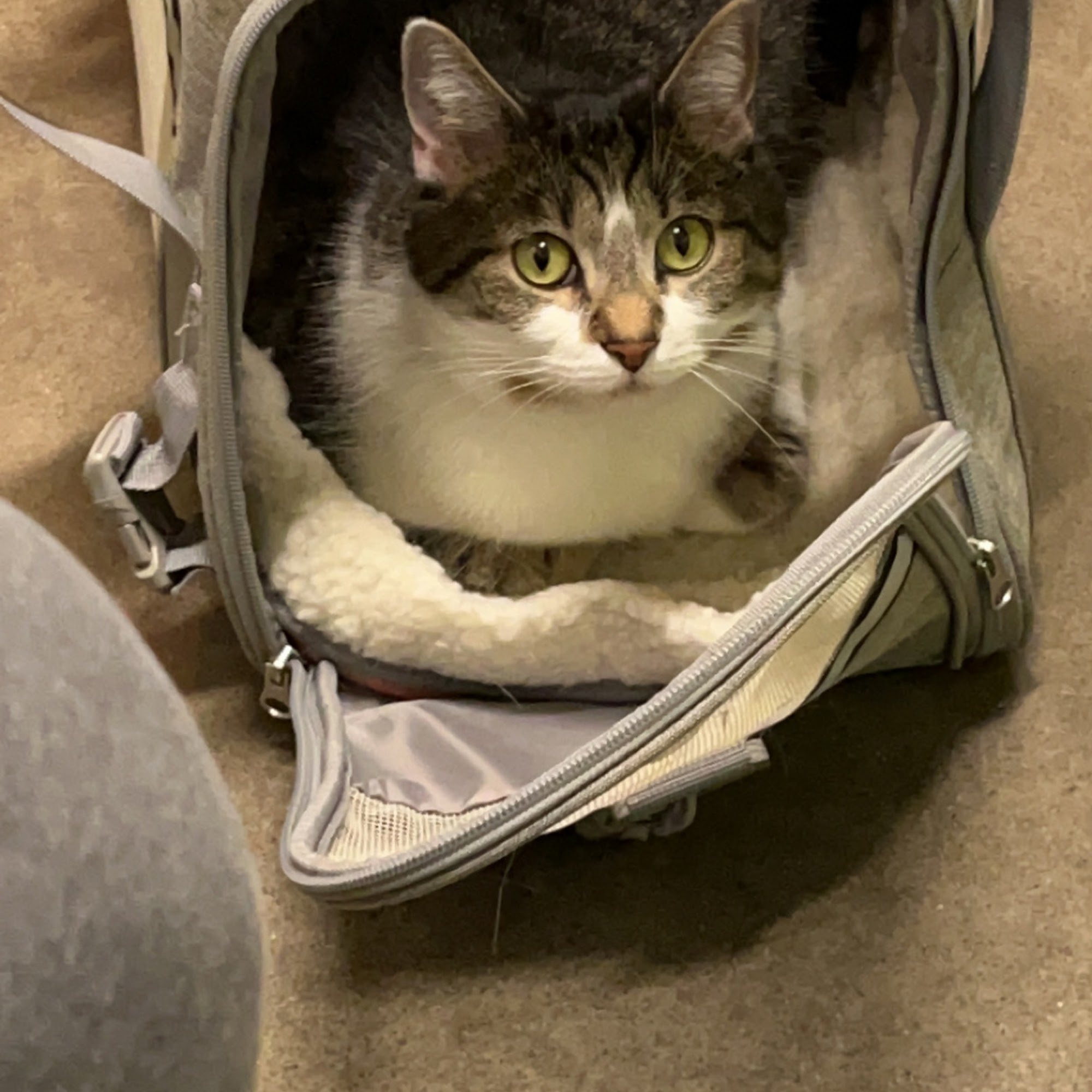 Valley West Veterinary Hospital Charleston