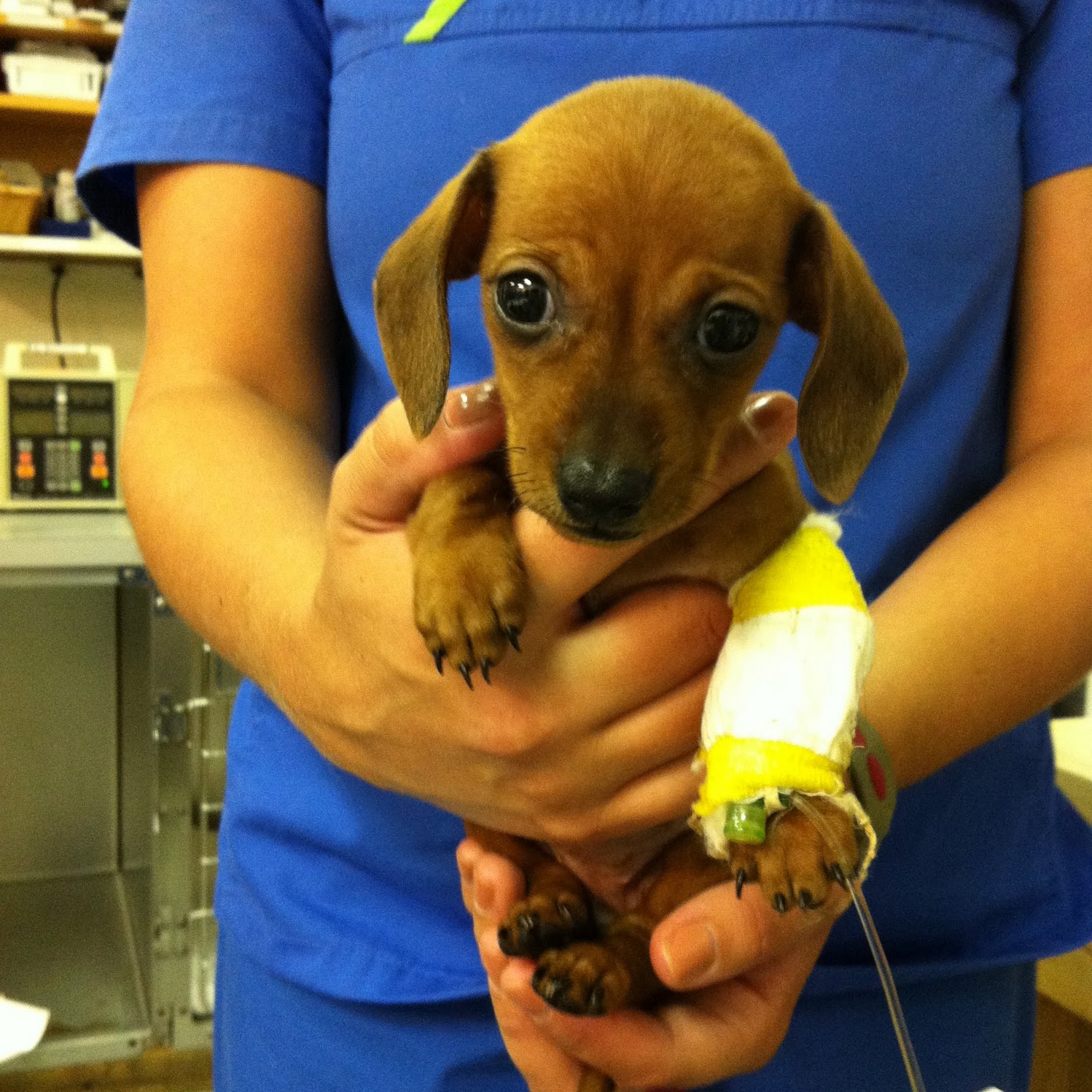 Kanawha Valley Veterinary Emergency Hospital Charleston