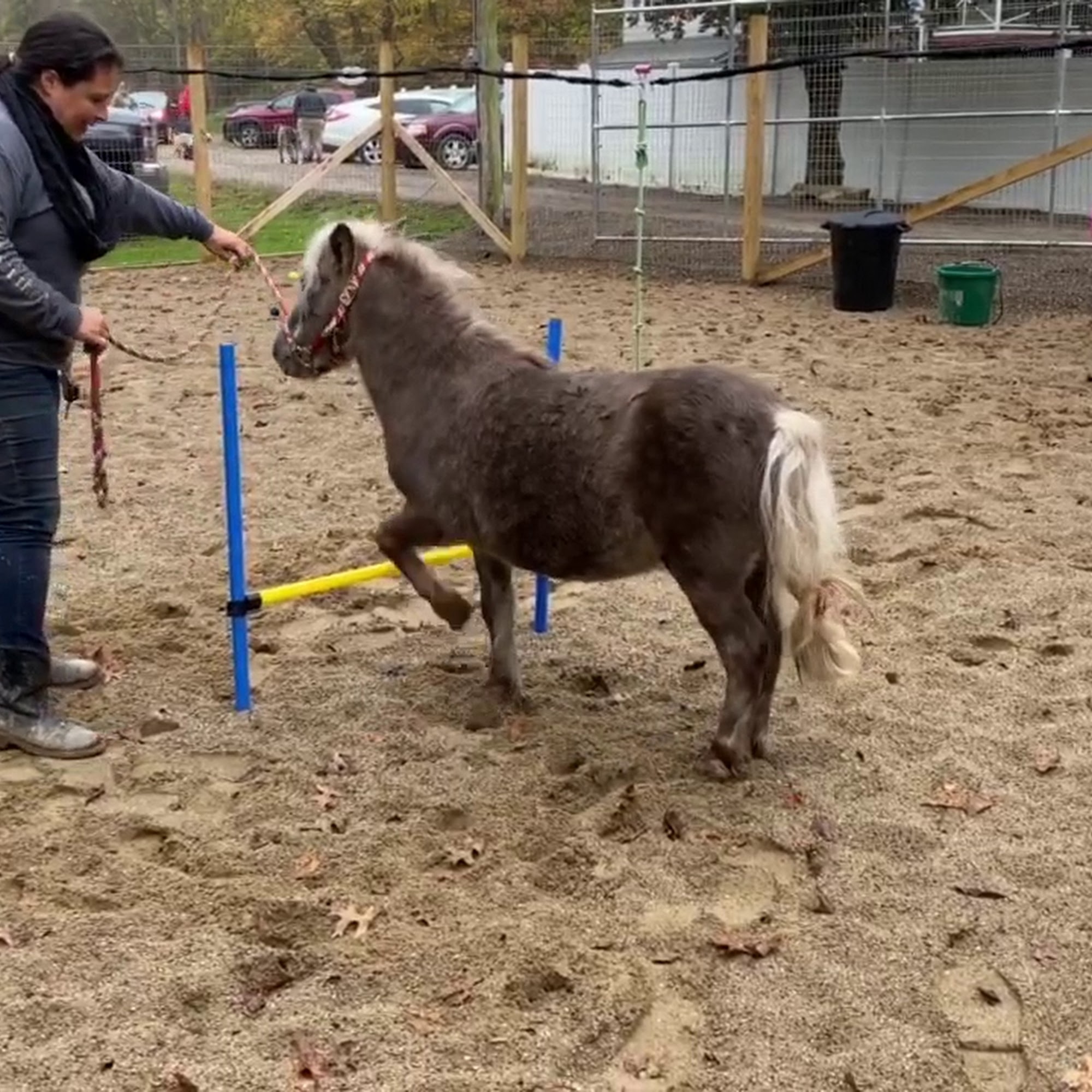 Country Roads Pet Resort Charleston