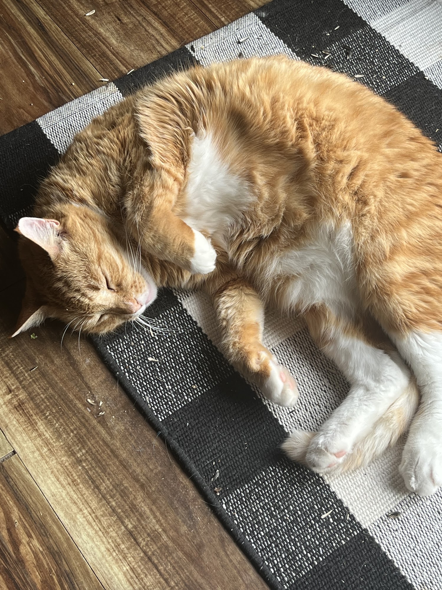 Cross Lanes Veterinary Hospital Cross Lanes