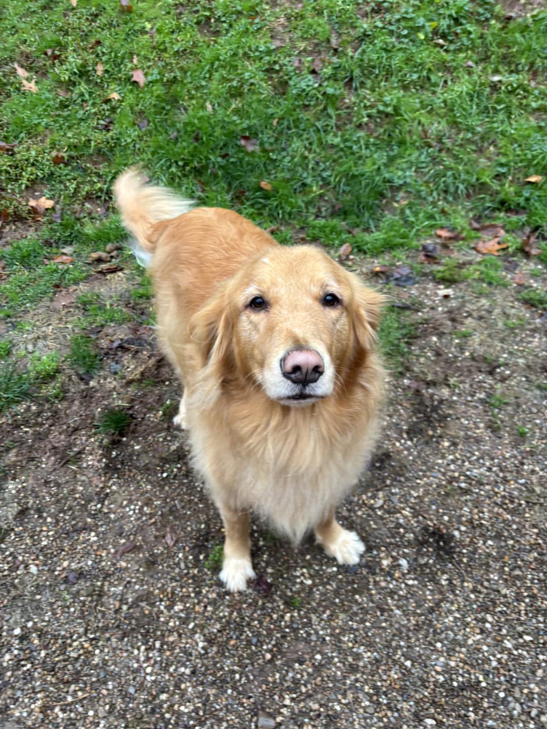 Cross Lanes Boarding Kennel