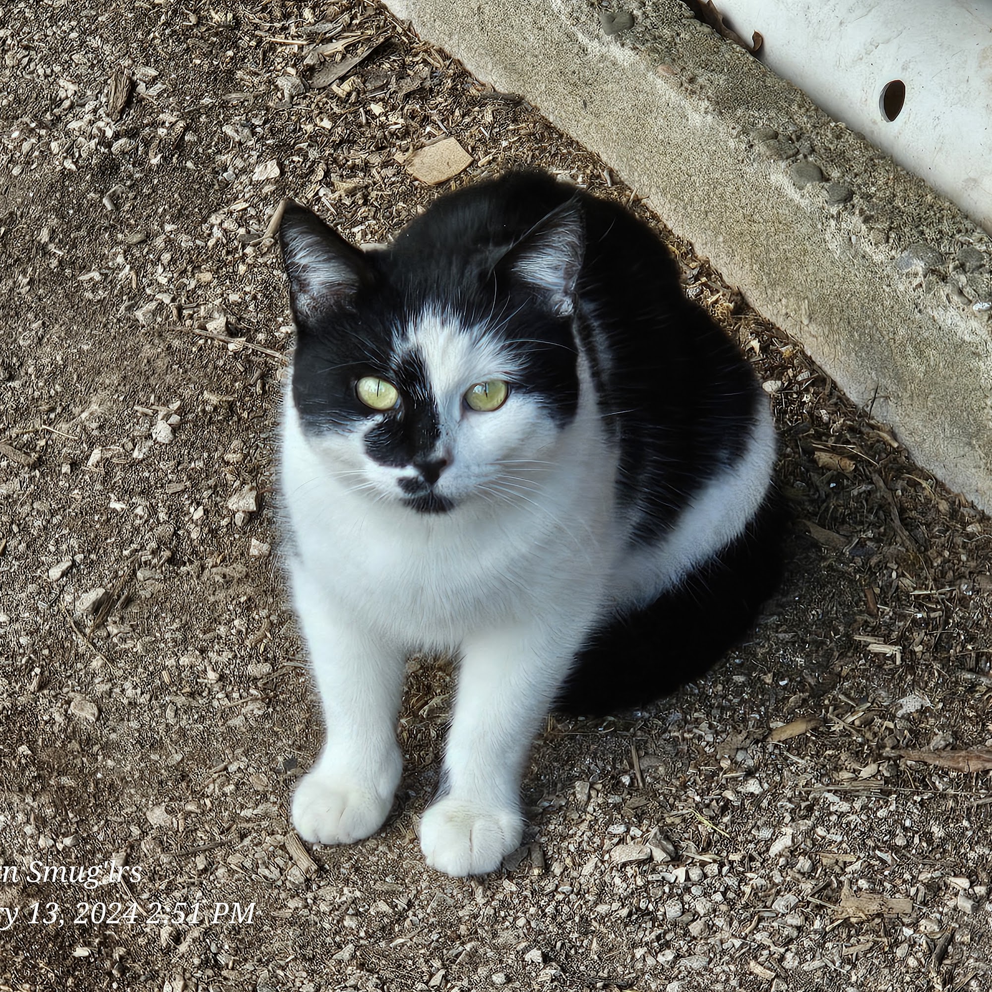 Dunbar Animal Hospital Dunbar