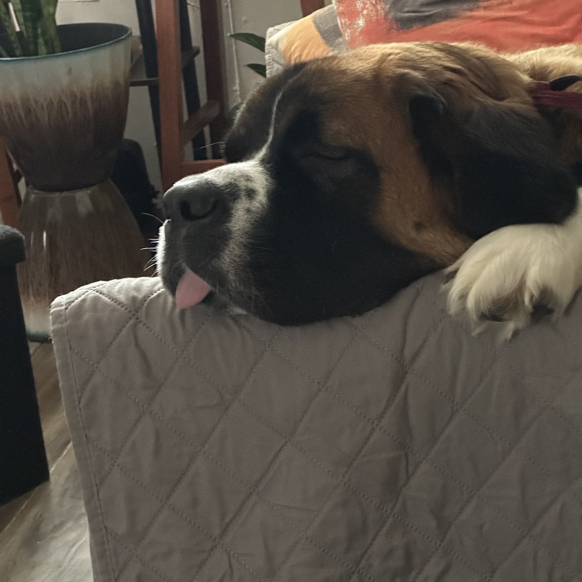 Appalachian Animal Hospital Elkins