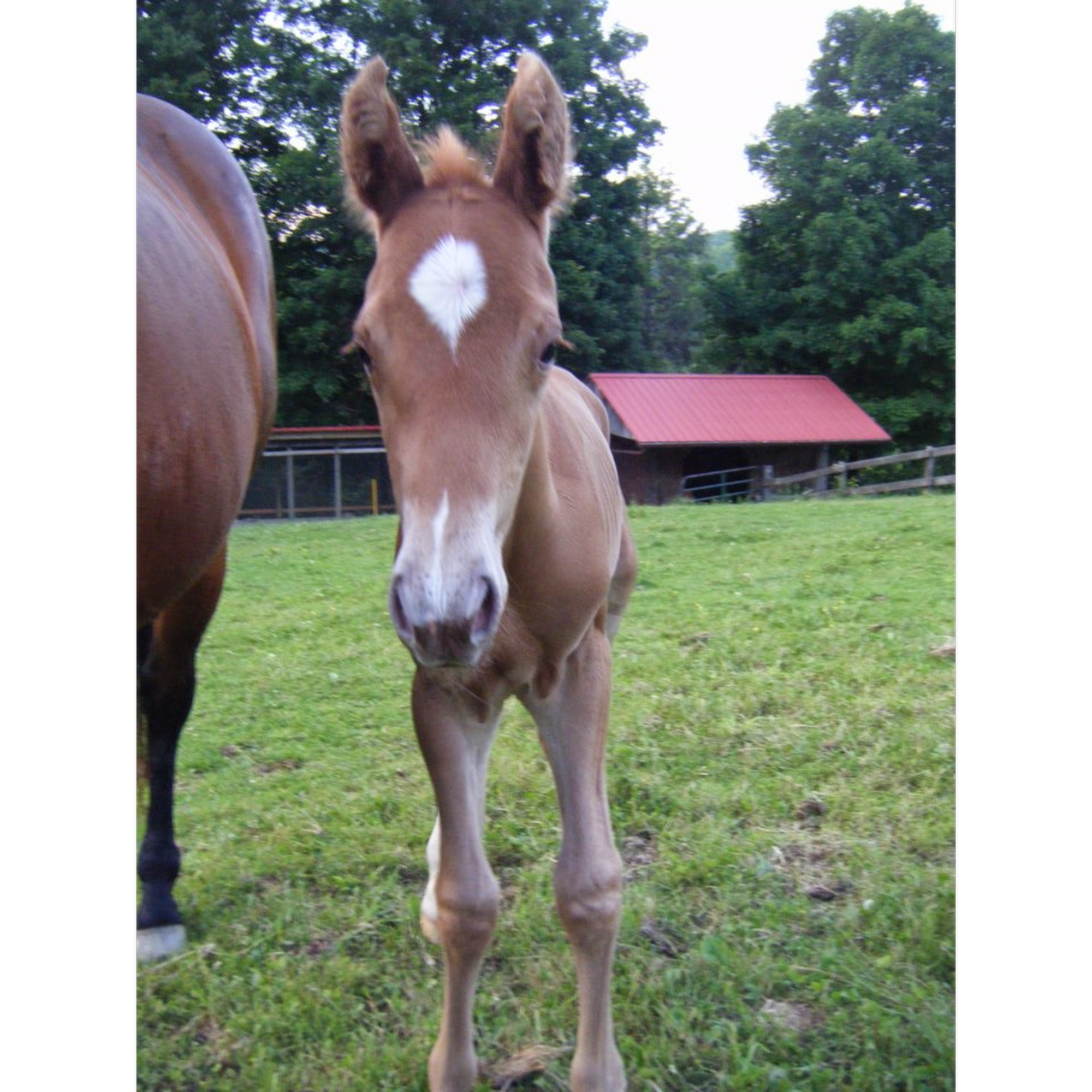 Tracy Walker DVM, DABVP Equine Elkins