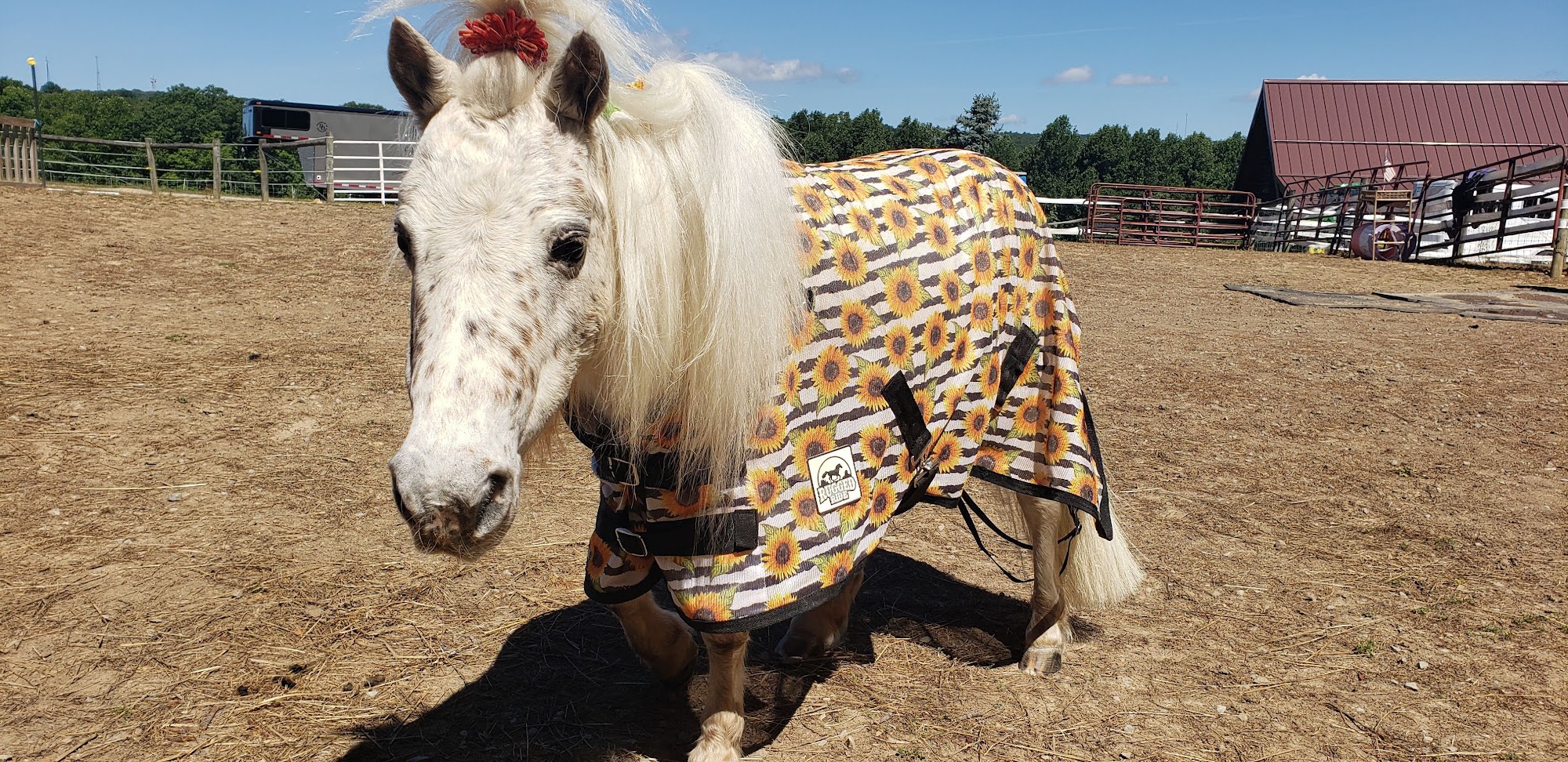 Allegheny Equine Veterinary Service Elkins