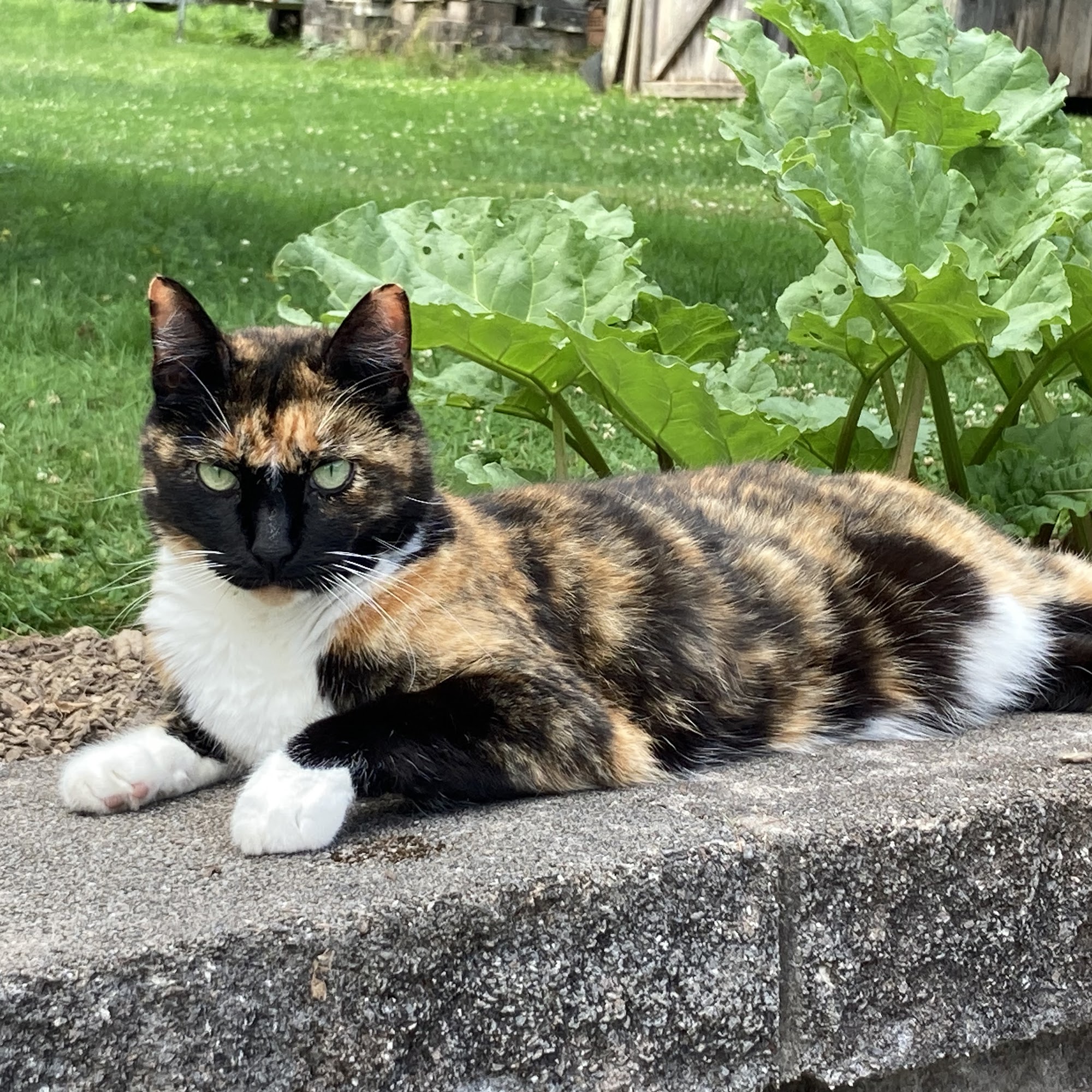 Allegheny Veterinary Services Elkins