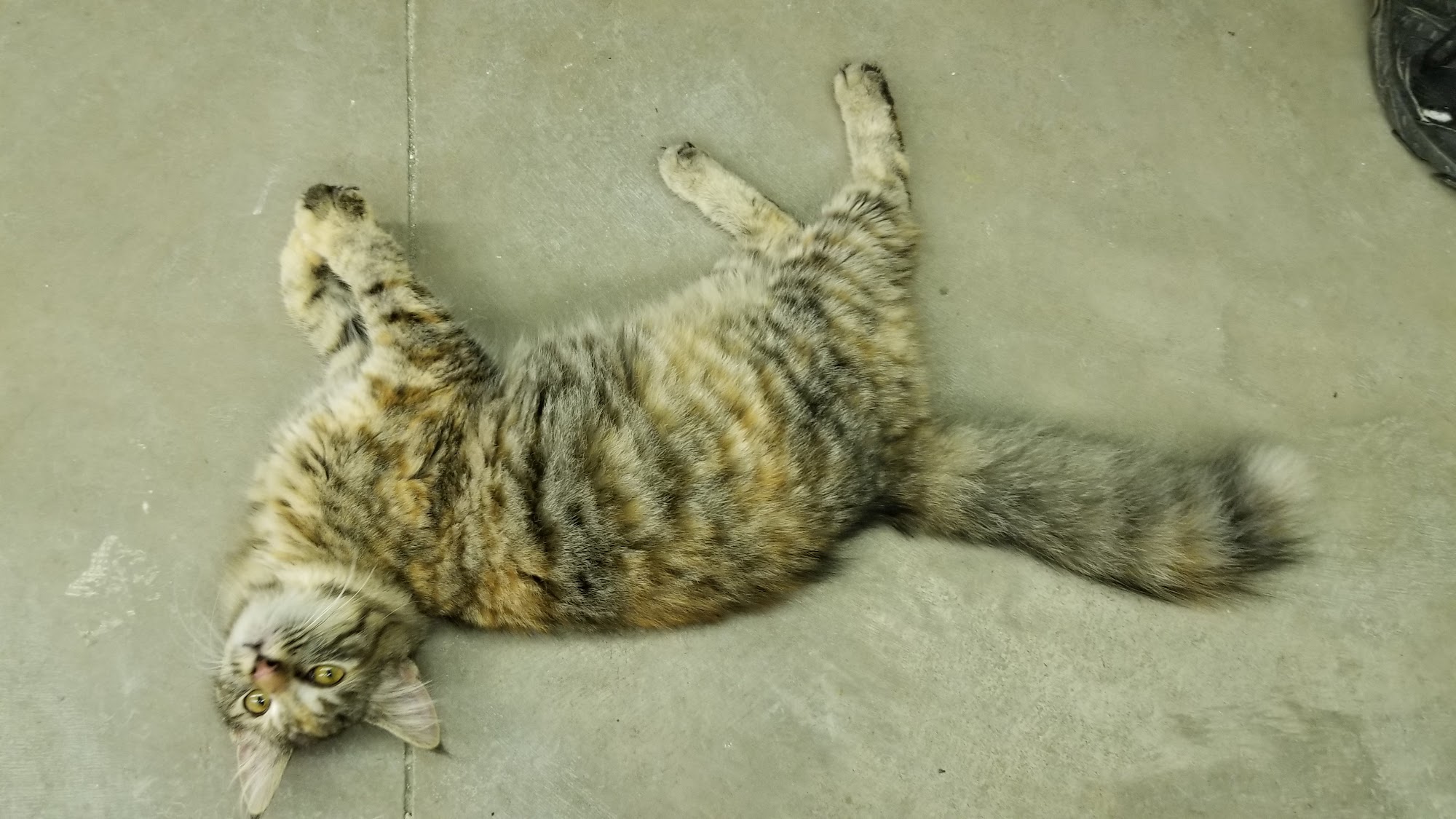 Randolph County Humane Society Elkins