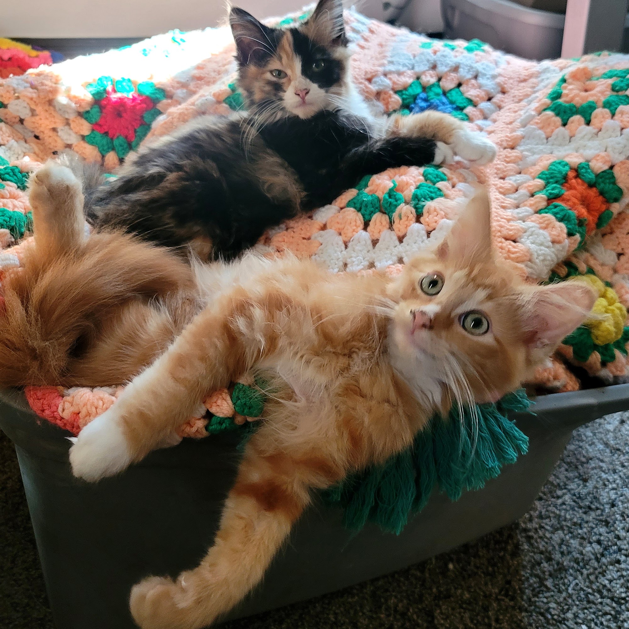 Randolph County Humane Society Elkins