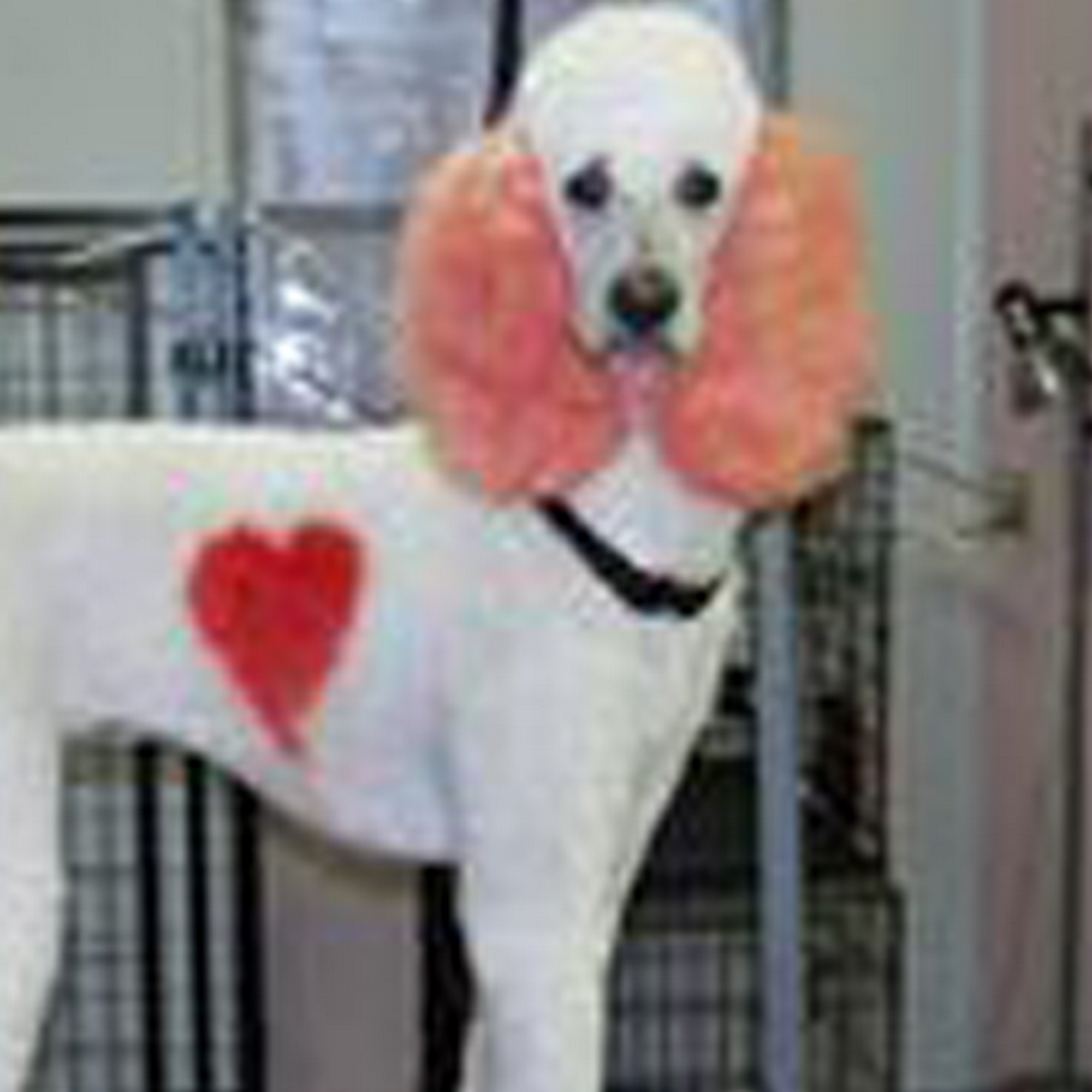 Becky's Pet Parlor Elkview