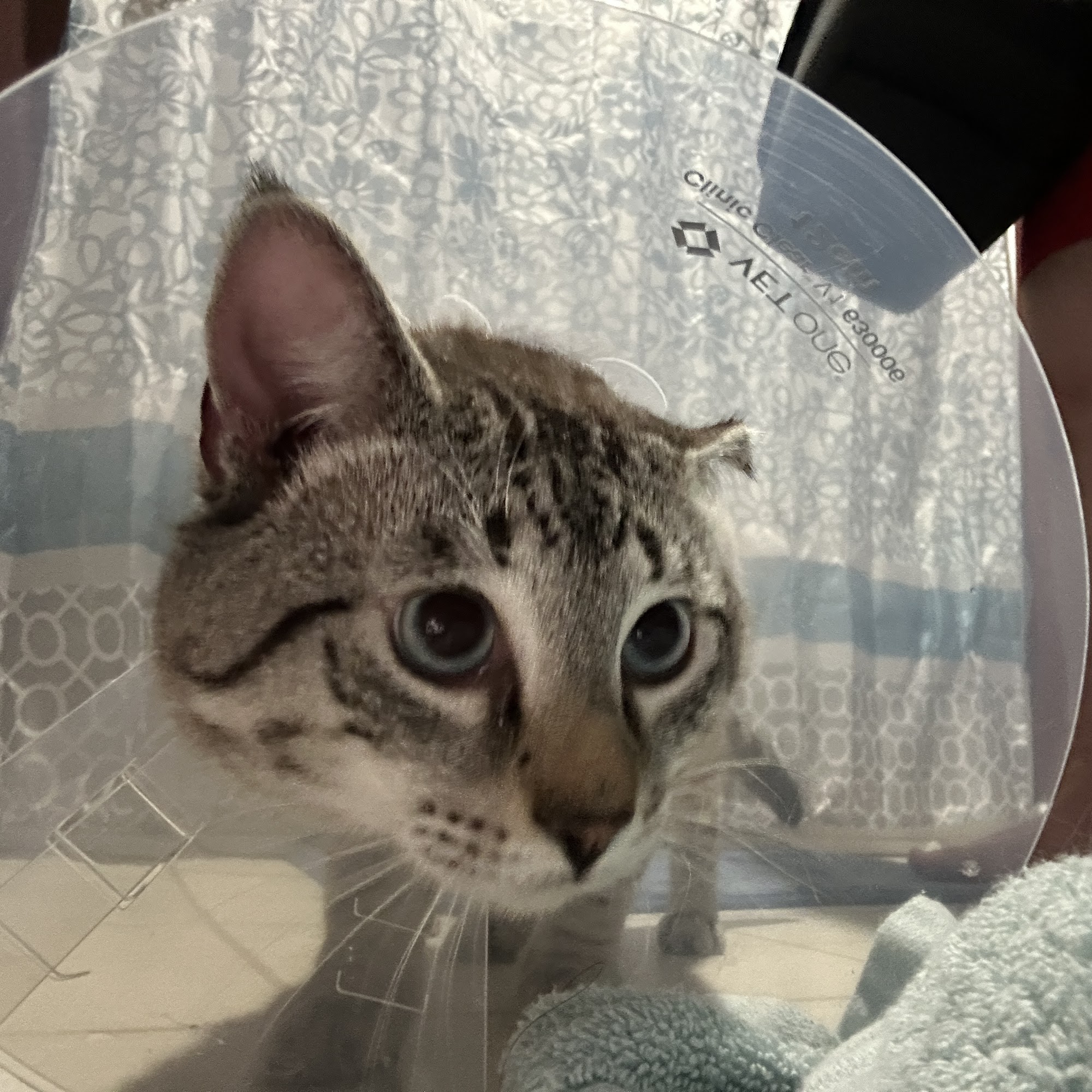 North Central West Virginia Veterinary Emergency Clinic Fairmont