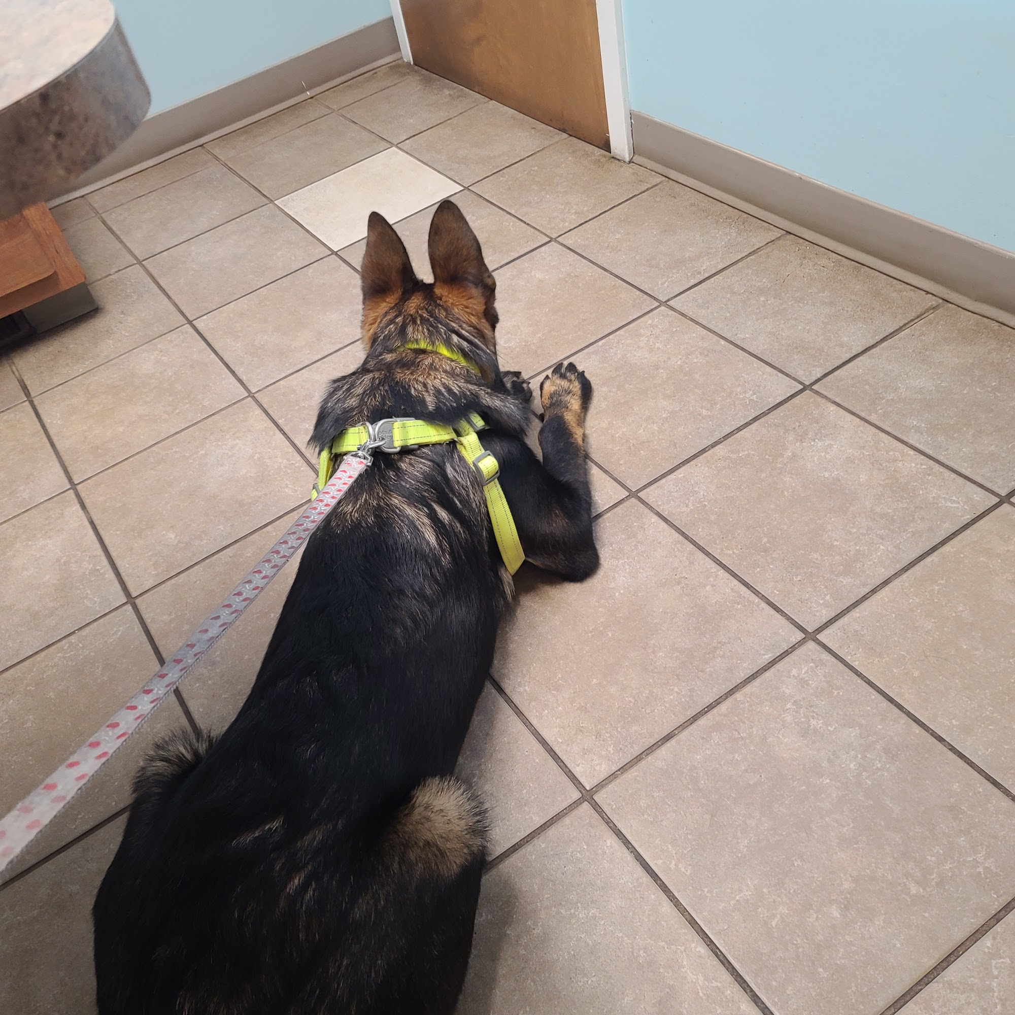 Middletown Animal Clinic Inc Fairmont