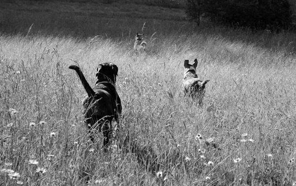 White Hall Animal Clinic Fairmont