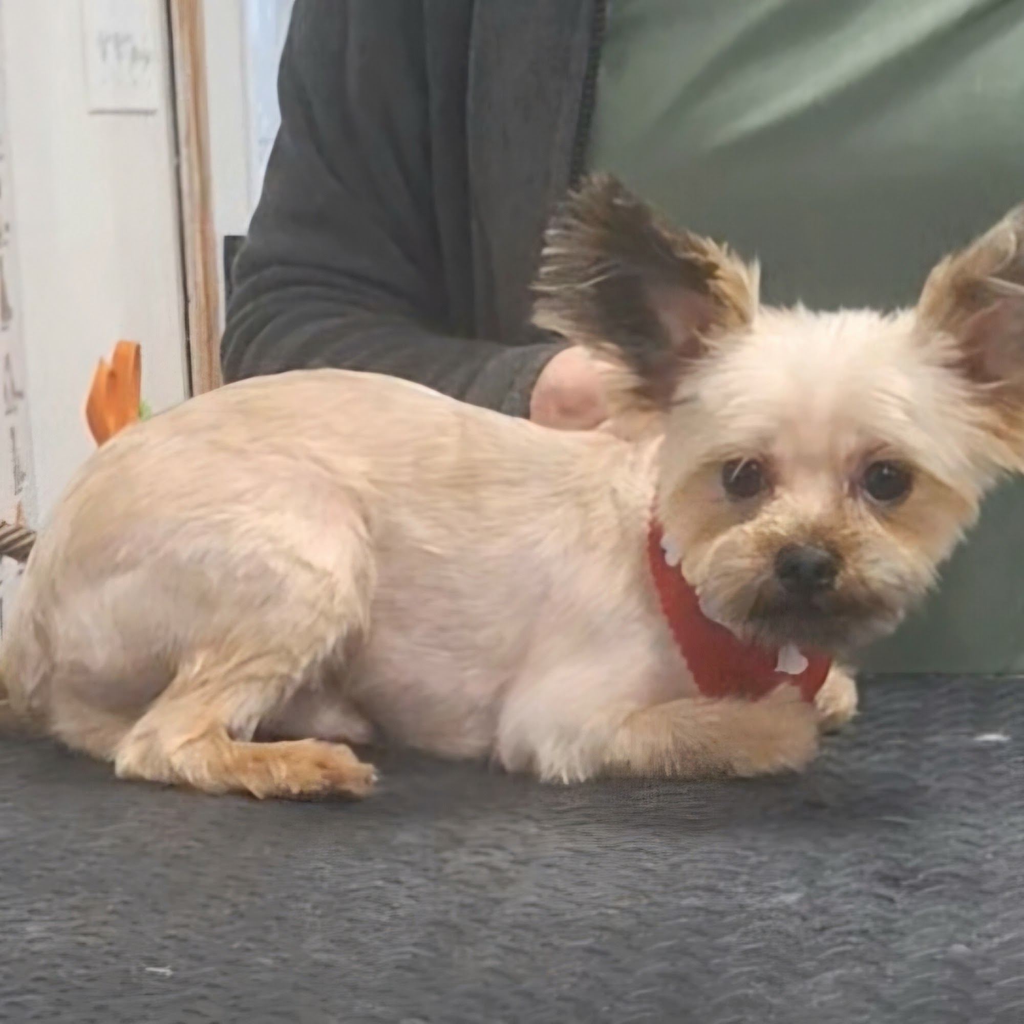 Fairmont Veterinary Hospital Fairmont