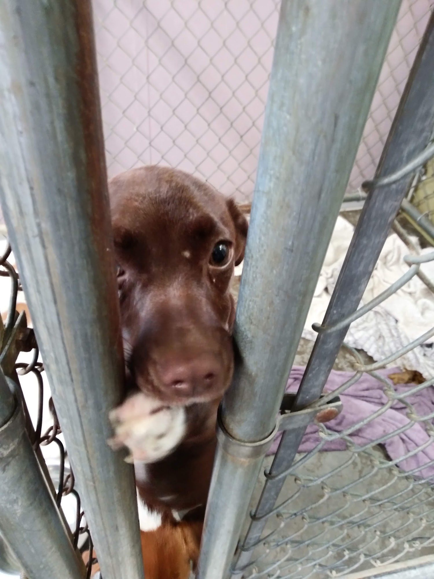 Marion County Humane Society Fairmont