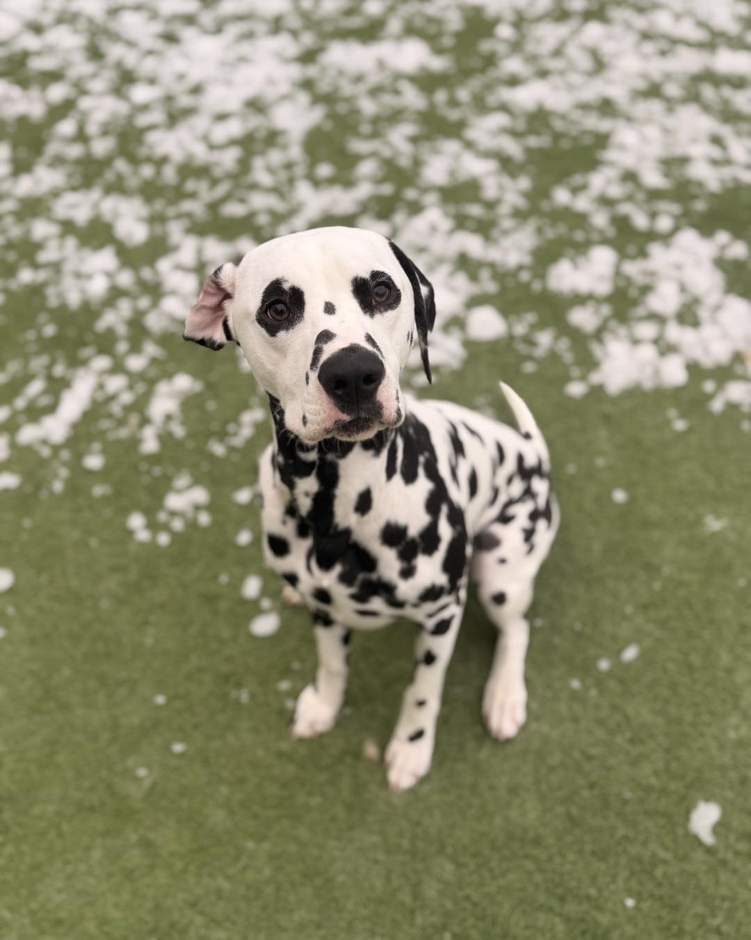 The Doggie Den Fairmont