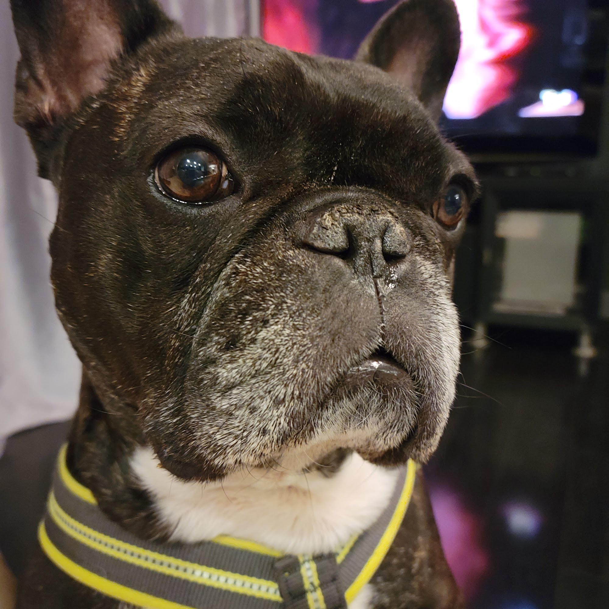 Mountain State Veterinary Services Farmington