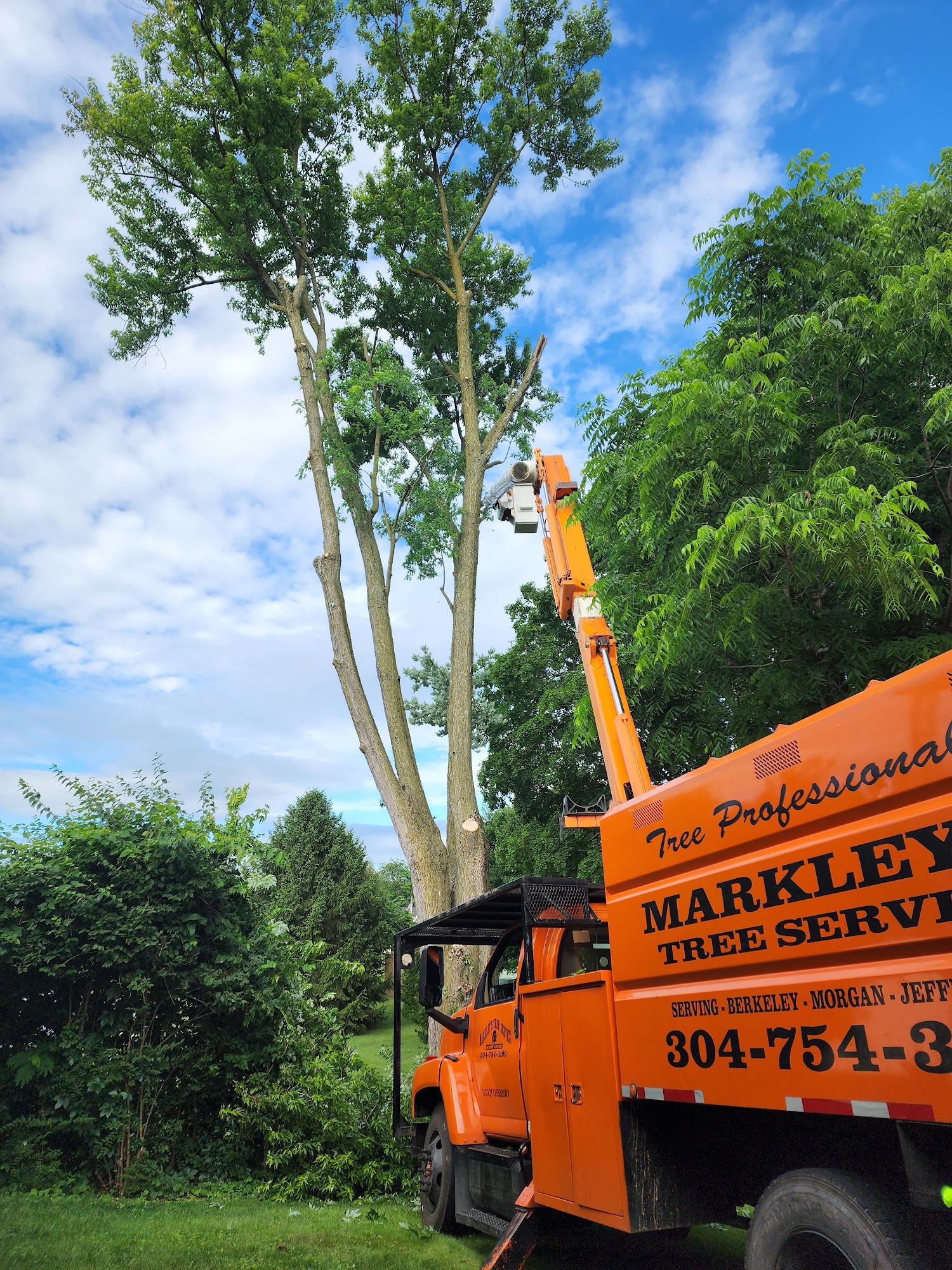 Markley's Tree Service