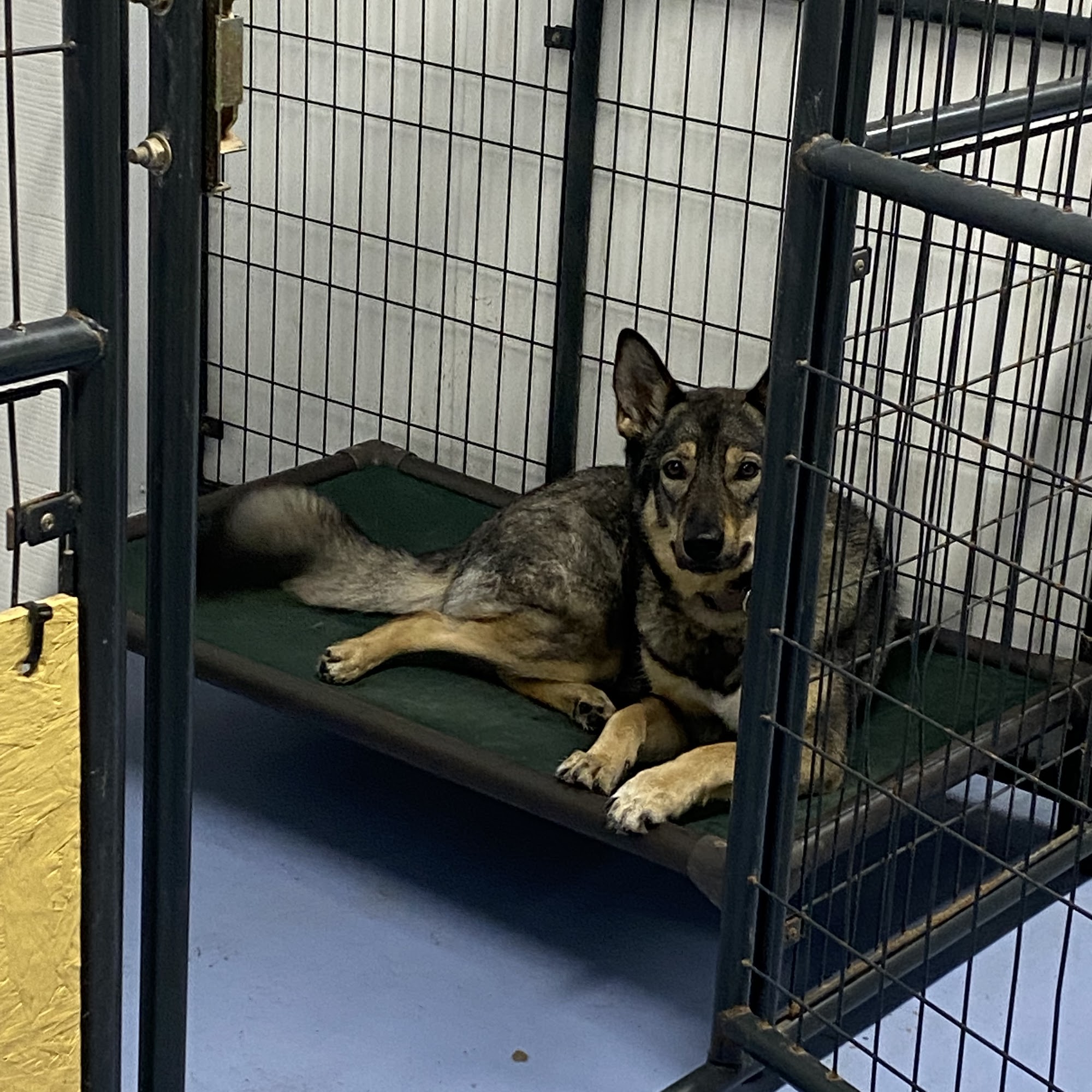 Waggin Tails, LLC Hedgesville