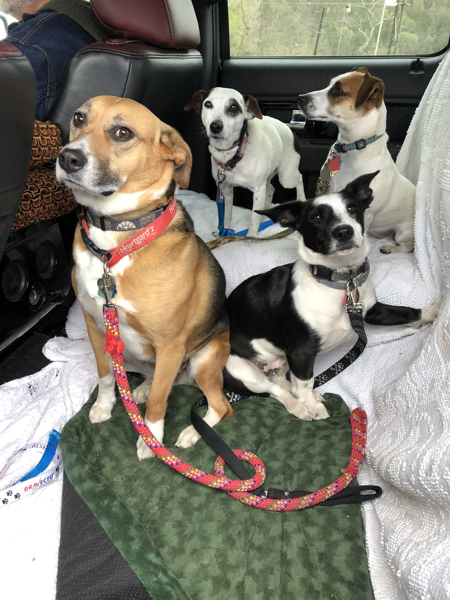 New River Animal Hospital Hinton