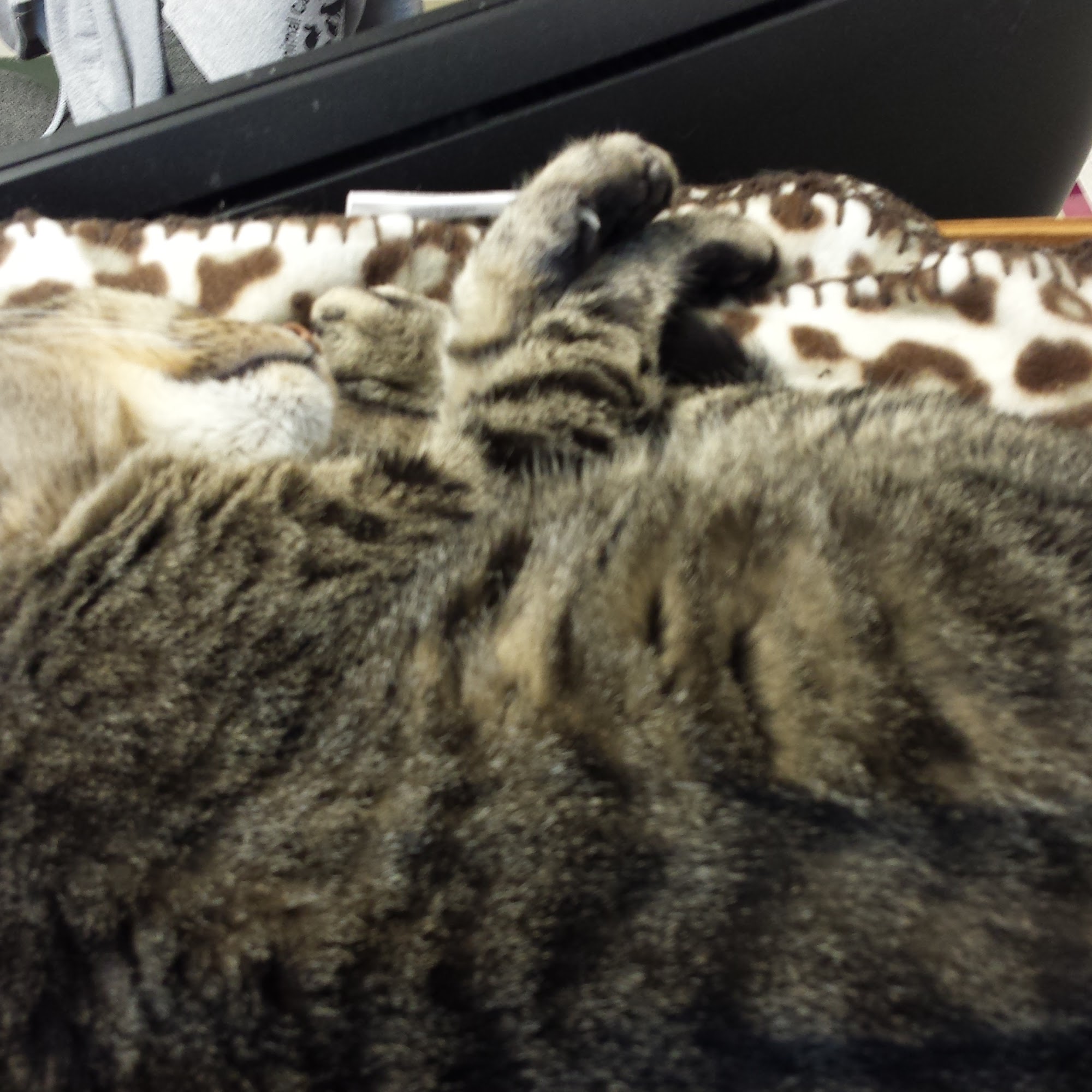 Animal Care Clinic Inc Huntington