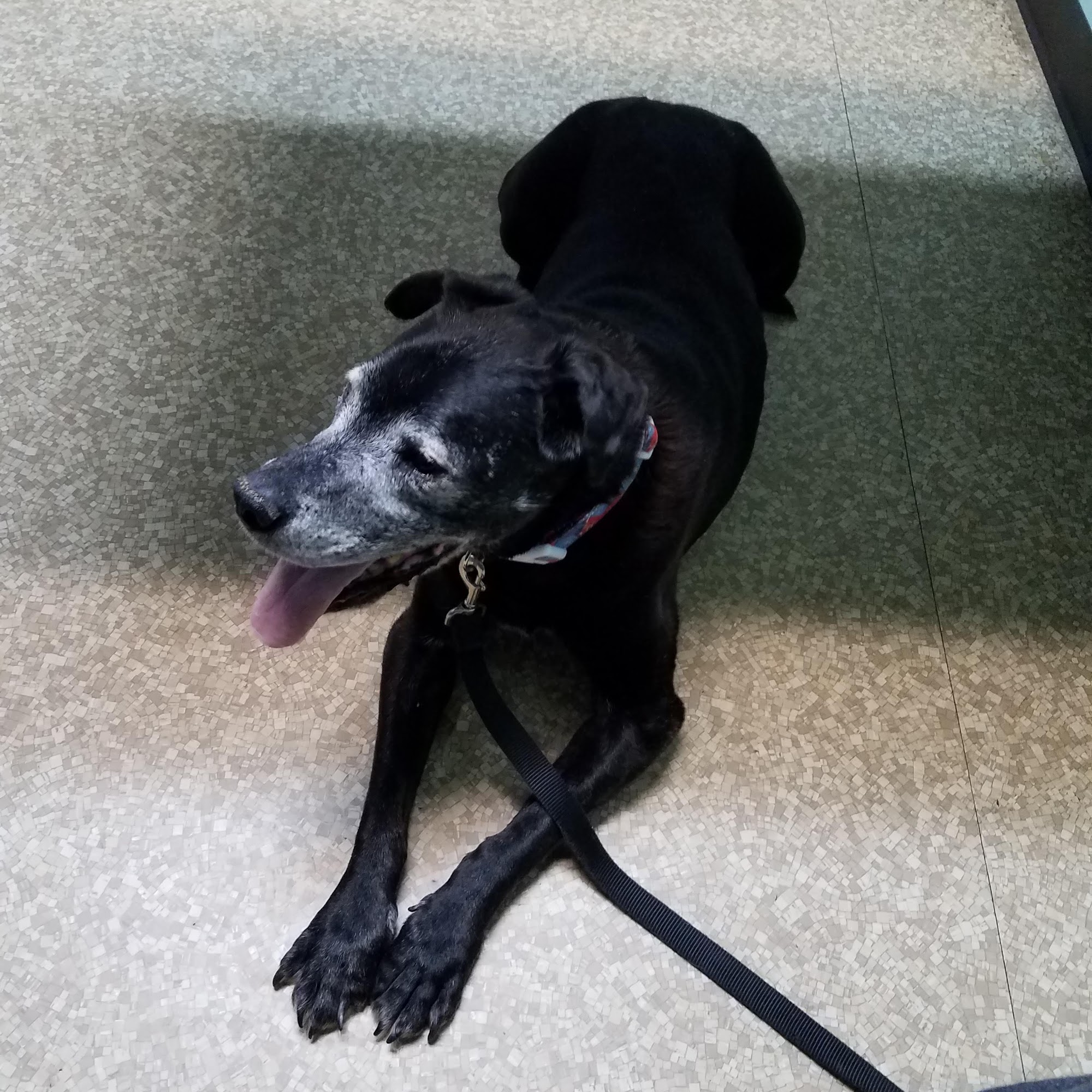 Guyan Animal Hospital Huntington