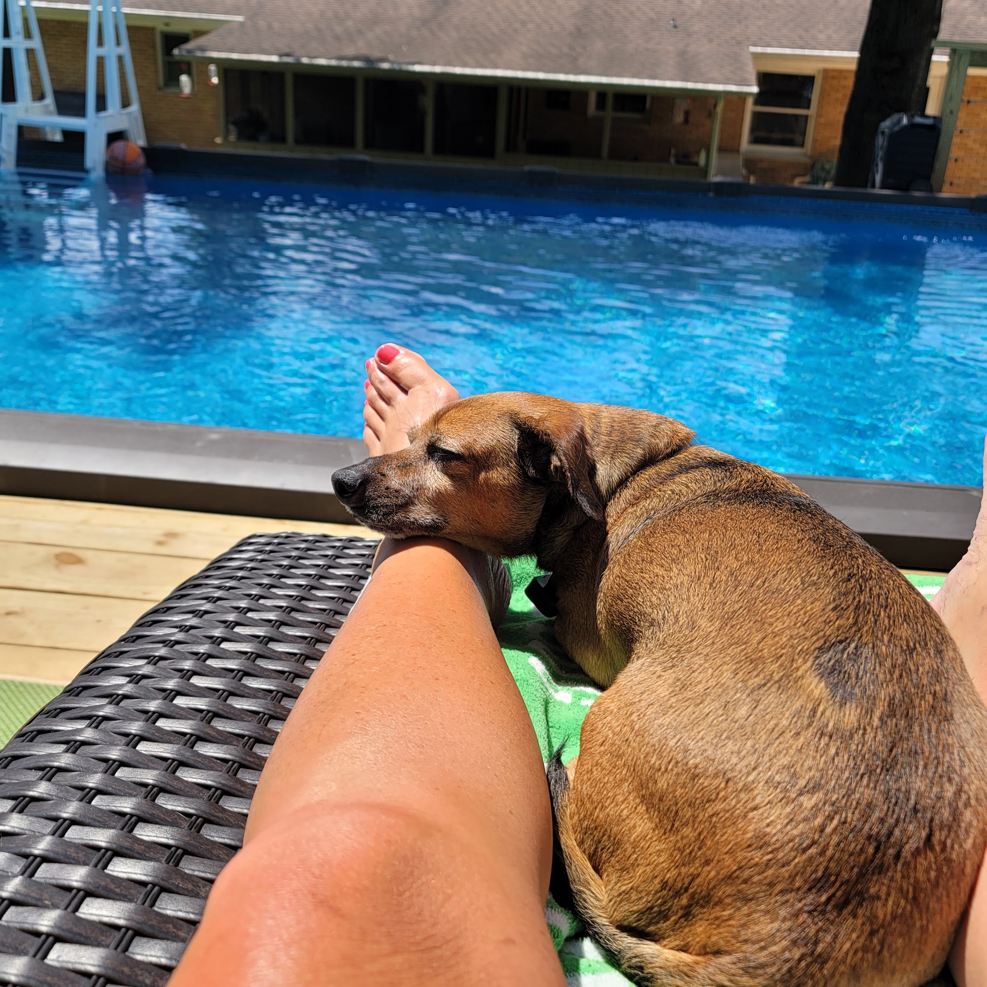 Stonecrest Animal Medical Center Huntington